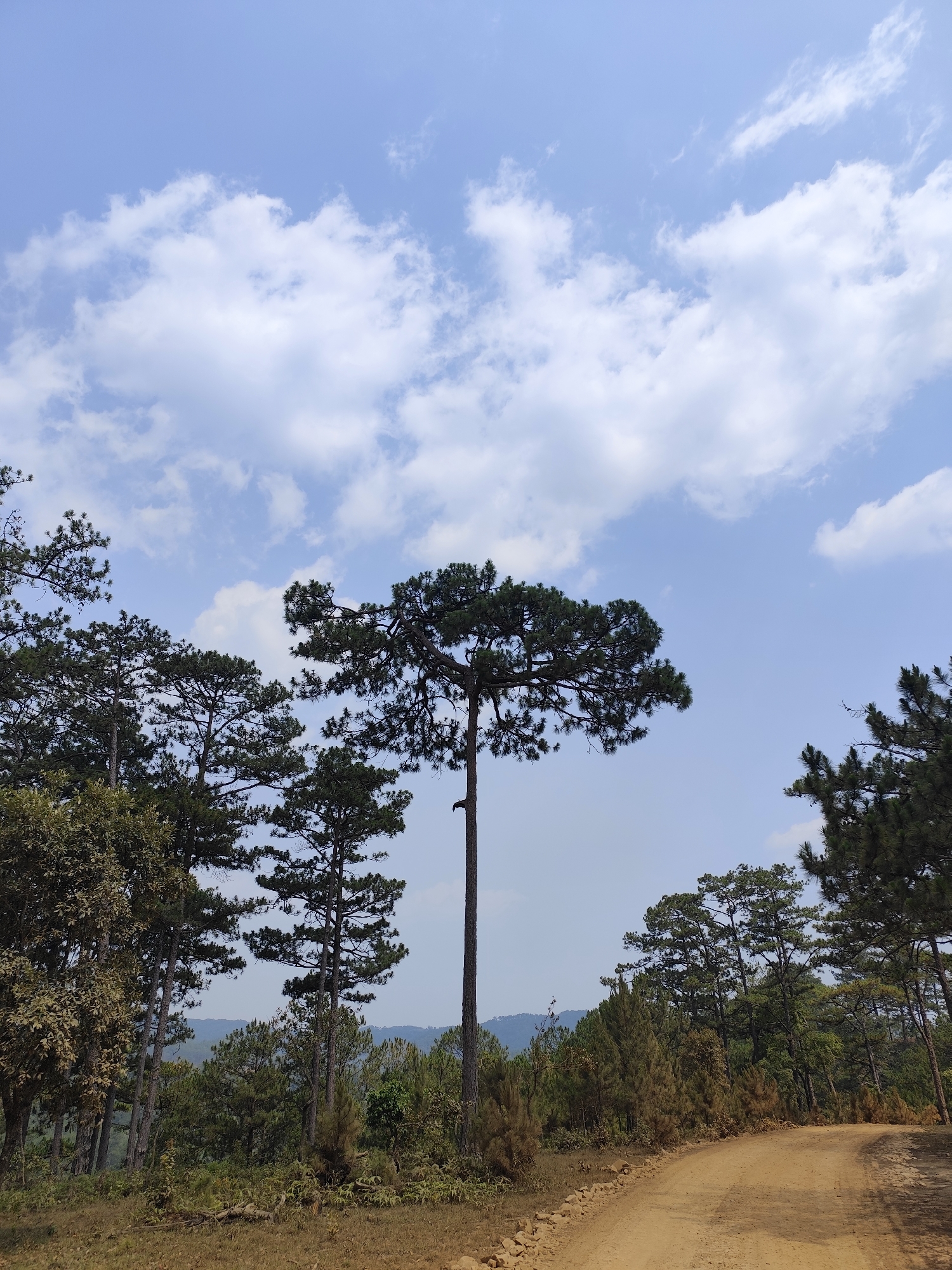 The image depicts a landscape in Lạc Dương, Vietnam, characterized by a dirt road leading through a forested area. The sky is blue with scattered cumulus clouds. Predominant trees are evergreen pines, with one particularly tall specimen standing out in the center of the frame. Undergrowth and smaller trees fill the midground. Hilly terrain is visible in the background. The scene suggests a rural or natural setting.