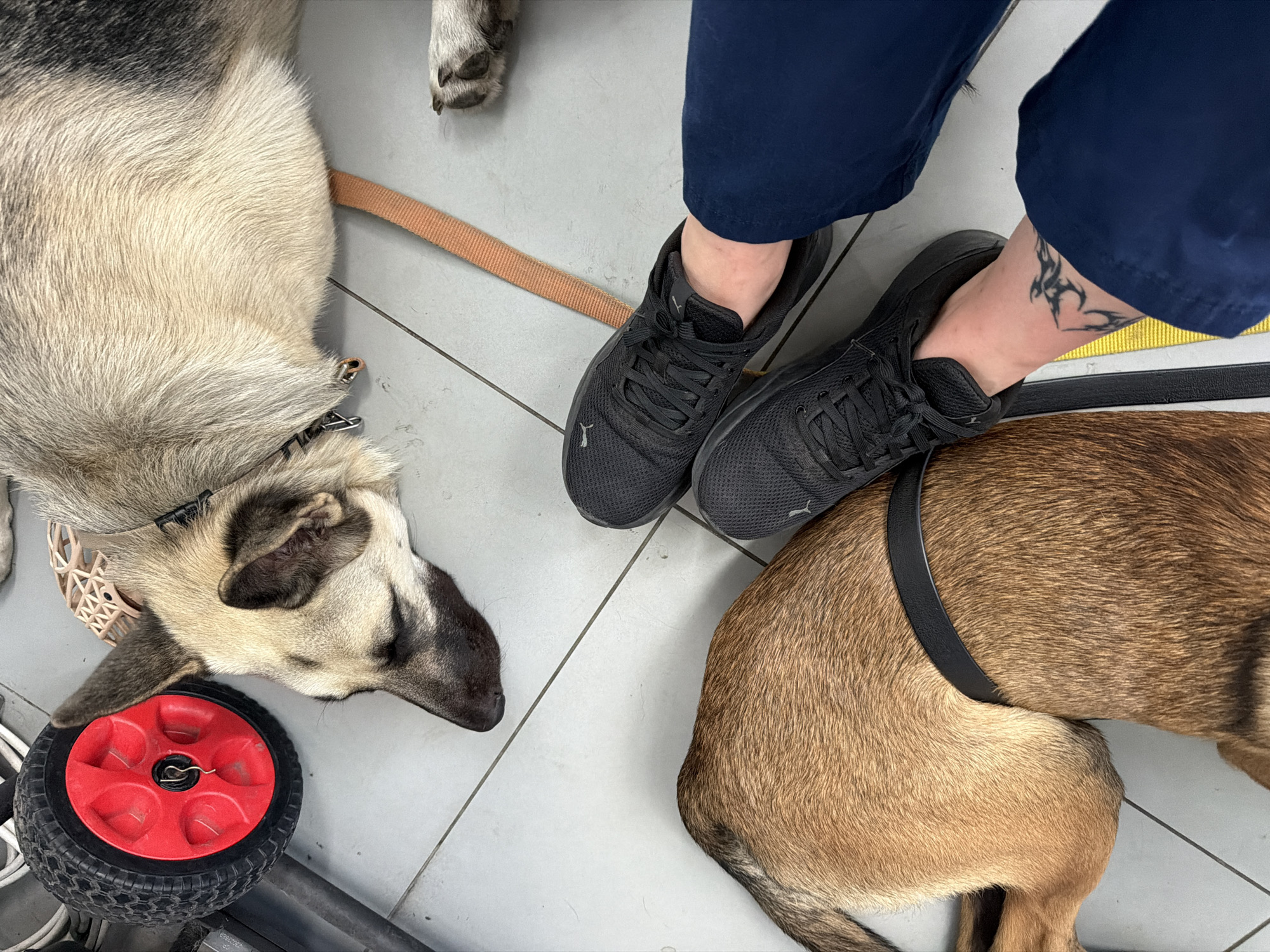 The image shows two dogs lying on a tiled floor next to a person's feet. The person is wearing dark blue pants and black athletic shoes. One dog is a lighter color with black markings on its face and ears, and it has a light orange leash attached to its collar. A red-spoked wheel is near this dog's head. The other dog is a golden-brown color and is wearing a black harness. The scene appears to be indoors, possibly a veterinary clinic or a waiting area, given the presence of multiple animals and the sterile appearance of the floor. The lighting suggests it is daytime. There is a tattoo of a heart with flames on the person's ankle.