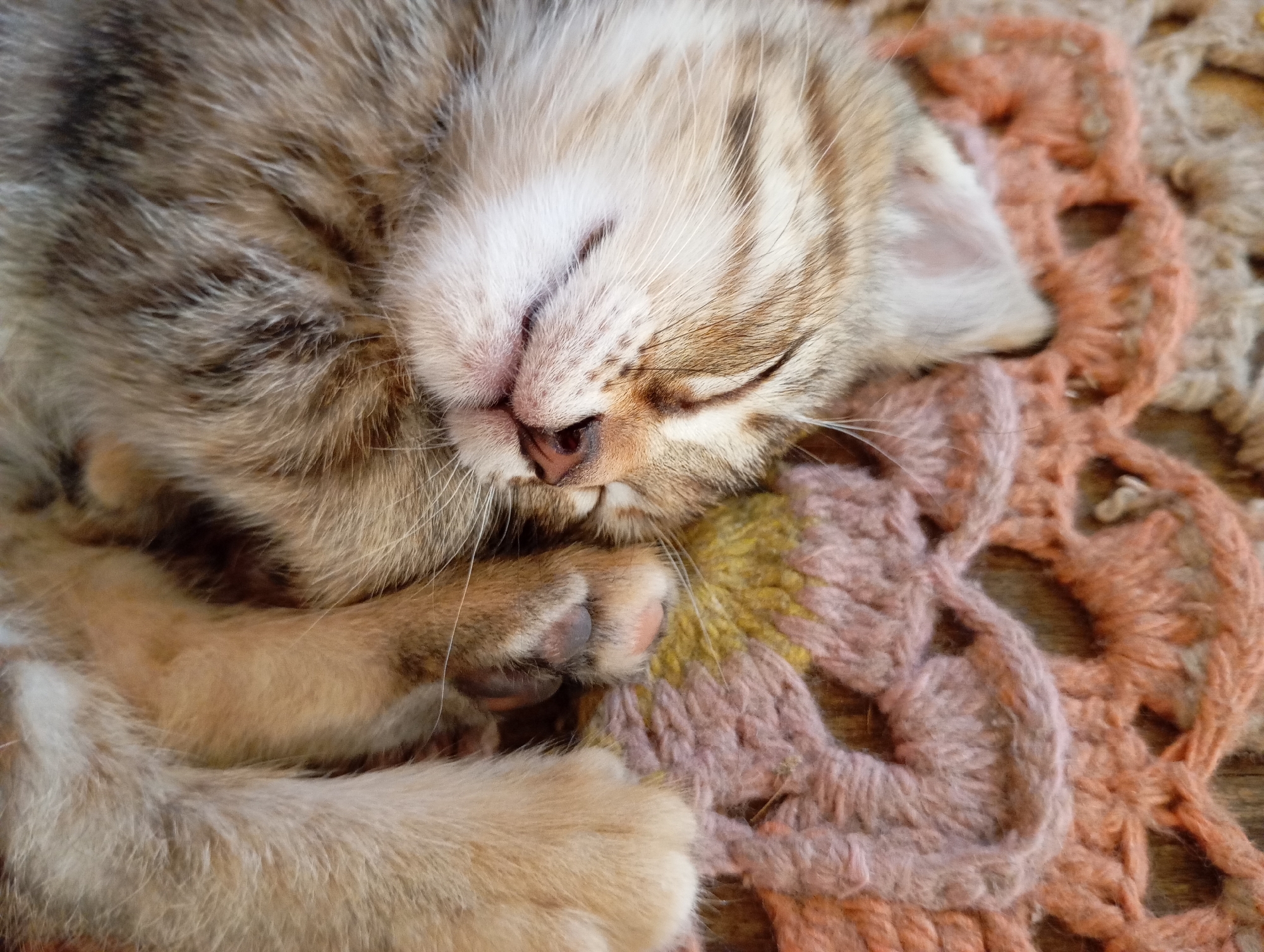 A tabby kitten is asleep on a multicolored crocheted blanket. The kitten is curled up, with its paws tucked near its face. The blanket is comprised of light pink, brown, and coral yarn. The location is unknown.