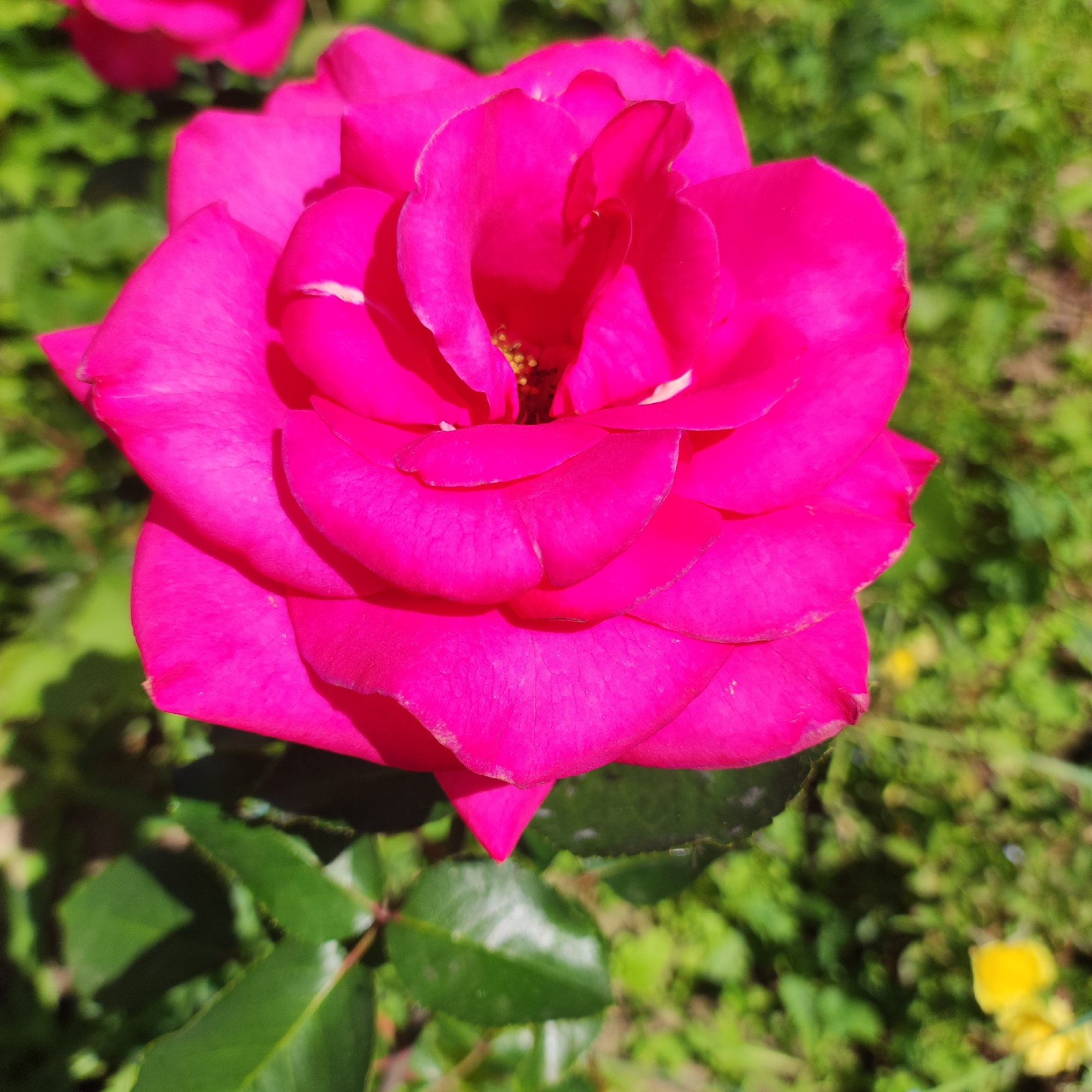 A close-up, high-angle shot captures a vibrant fuchsia rose in full bloom against a blurred green background. The rose's petals are tightly layered and unfurled, with subtle variations in shading from bright pink to a deeper magenta. Small yellow stamens are visible at the center of the flower. The background consists of out-of-focus foliage, suggesting an outdoor setting. A small yellow flower is barely visible in the lower right quadrant of the image. The image was taken in Navoloki, Russia.