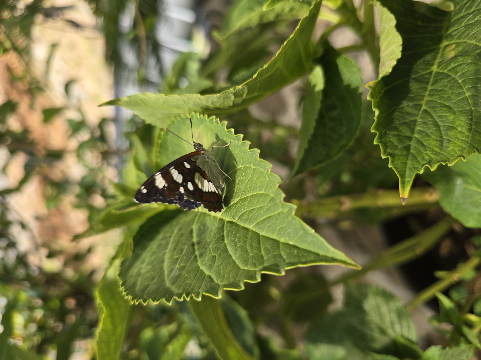 A close-up, eye-level, outdoor shot shows a butterfly perched on a vibrant green leaf. The butterfly, with wings mostly closed, displays a pattern of dark brown and white markings. Its body is slender, and its antennae are visible. The leaf it rests upon is serrated along its edges and exhibits prominent veins. The background is softly blurred, featuring more green foliage and hints of tan or light brown, suggesting a natural or garden setting. The lighting appears to be natural daylight, casting subtle shadows on the leaf. The overall scene is one of natural tranquility.