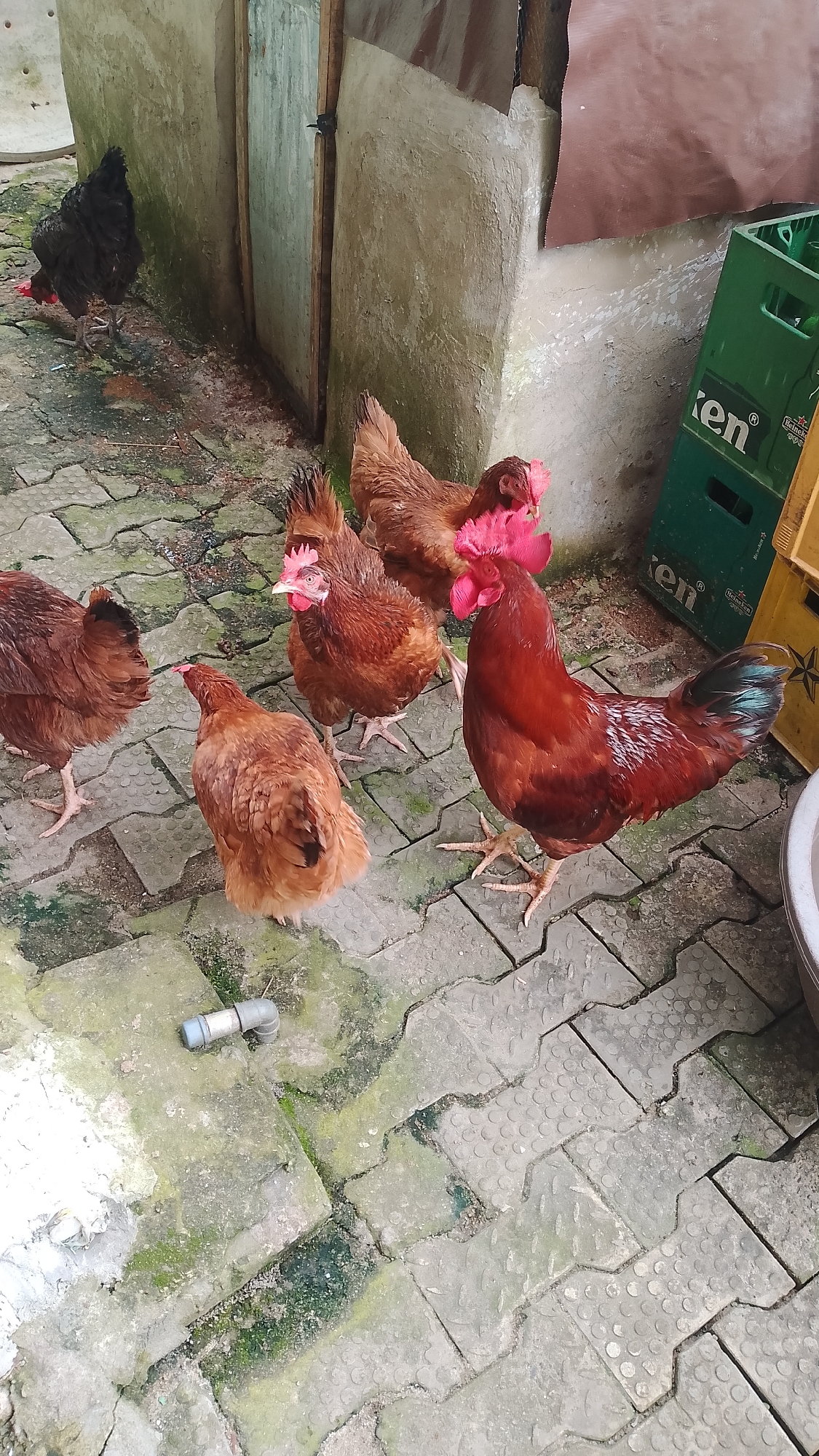 A group of six chickens, one rooster and five hens, are gathered on a paved area. The rooster, a large, dark red bird with a prominent comb, is positioned in the foreground, facing right. The hens, of varying shades of brown, are spread out around him. One hen is facing away from the camera, her back to the viewer. Another hen, slightly to the left of the rooster, is looking down at the ground. A black hen is partially visible in the upper left corner. The chickens are on a textured, light gray paved surface with patches of green moss. In the background, there is a rough, concrete wall with a metal structure attached. To the right, a green crate, possibly for bottles, and a yellow crate are visible. The scene appears to be an outdoor enclosure, likely in a rural or semi-rural setting within Asubi, Nigeria. There are no humans present in the image.