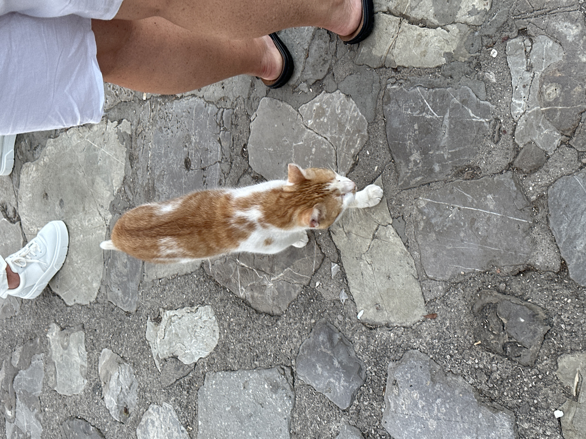 An orange and white cat walks on a cobblestone path in Budva, Montenegro. The cat is facing down and to the right, its body angled slightly towards the viewer. To the right of the cat, a person's legs are visible, wearing white shorts and black sandals. The cobblestone path is made of large, irregular gray stones with dark gravel filling the spaces between them. The scene is outdoors, and the lighting suggests it is daytime.