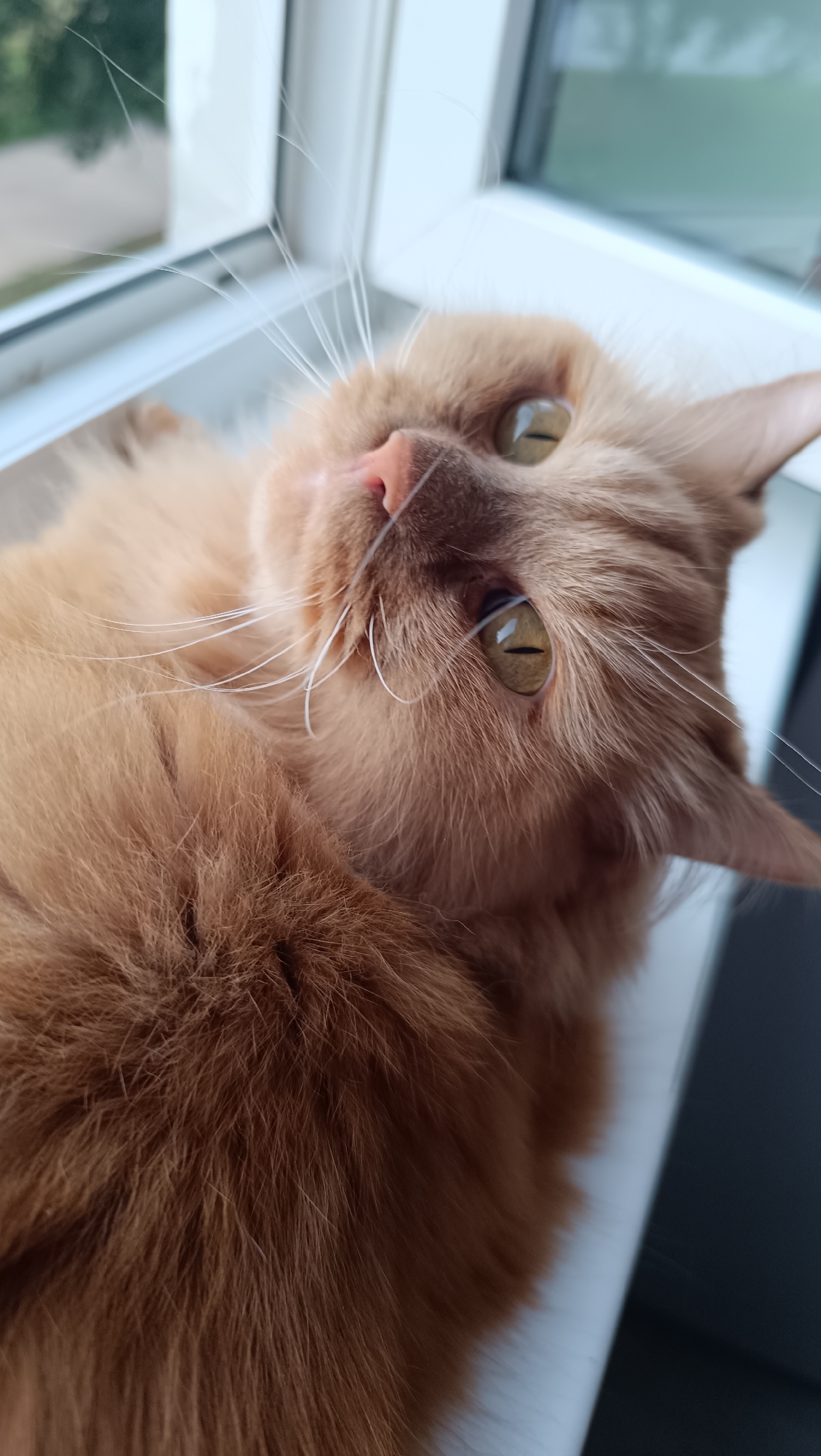 An orange cat with large green eyes and long white whiskers lies on a white windowsill, looking upwards. The cat's fur is fluffy and orange. Outside the window, a blurry green landscape with trees is visible, suggesting a suburban or rural setting. The lighting indicates it is daytime. The image does not provide any specific information or context to determine its location in Chaikovsky, Russia.