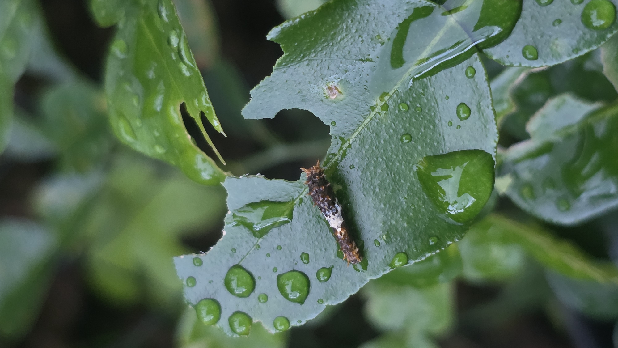 A wet, eaten-through green leaf is the primary subject of the image. The leaf has several water droplets on its surface. A caterpillar, colored black, white, and brown, is located on the leaf. The background consists of out-of-focus green foliage. The location is Lhokseumawe, Indonesia. No people are visible.