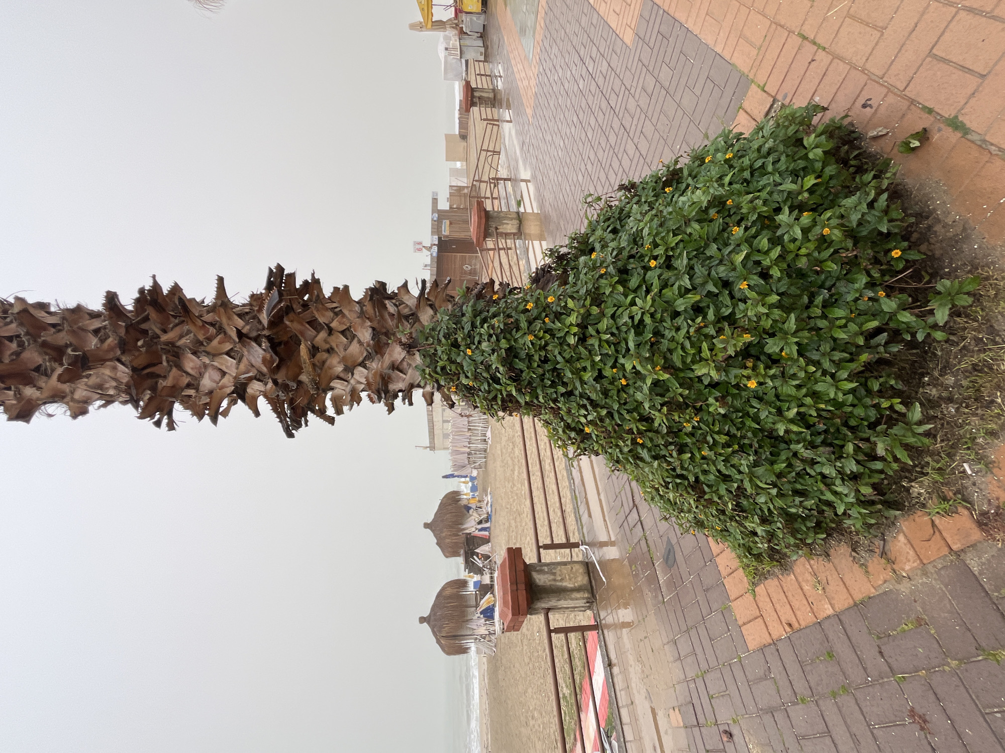 The image depicts a beach scene in Alanya, Turkey, on a cloudy or rainy day. In the foreground, there is a palm tree with a dense green shrub growing around its base. The trunk of the tree is covered with dry, brown fronds. A brick-paved path runs alongside the vegetation. Beyond the path, a metal railing separates the walkway from the beach. On the beach, there are several straw umbrellas and lounge chairs. The sea is visible in the background, with a hazy sky above. There are no people visible in the scene. The pavement appears wet, suggesting recent or ongoing rain.