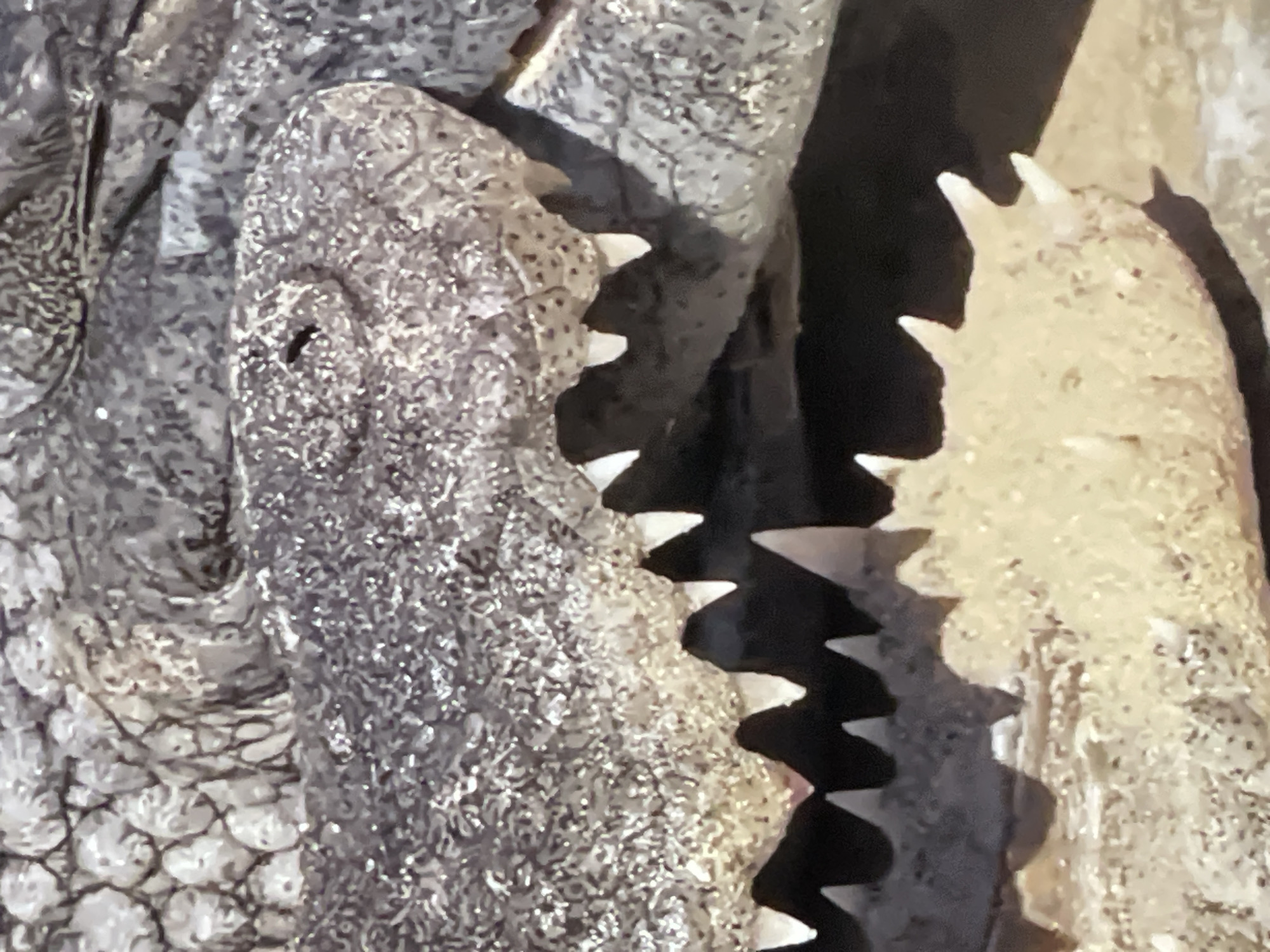 The image is a close-up, low-angle shot of a crocodile's open mouth, revealing its sharp teeth. The texture of its scaly skin is prominent. The background is dark, providing a stark contrast to the crocodile's jaws. There is no discernible urban environment or location within the city of Pattaya City, Thailand, in this image.