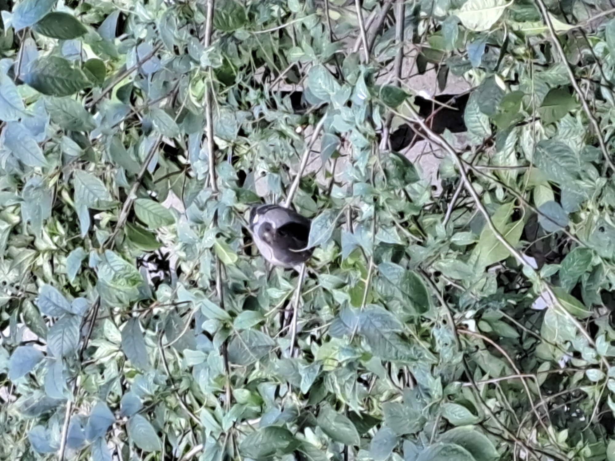 A bird is perched on a branch amidst dense green foliage. The bird appears dark gray with some lighter markings on its head and chest. It is facing away from the viewer and towards the right side of the image. The background is composed of numerous leaves and branches, obscuring much of the scene. The lighting suggests an overcast or shaded environment. The specific location in Irkutsk, Russia, cannot be determined from the visual information provided.