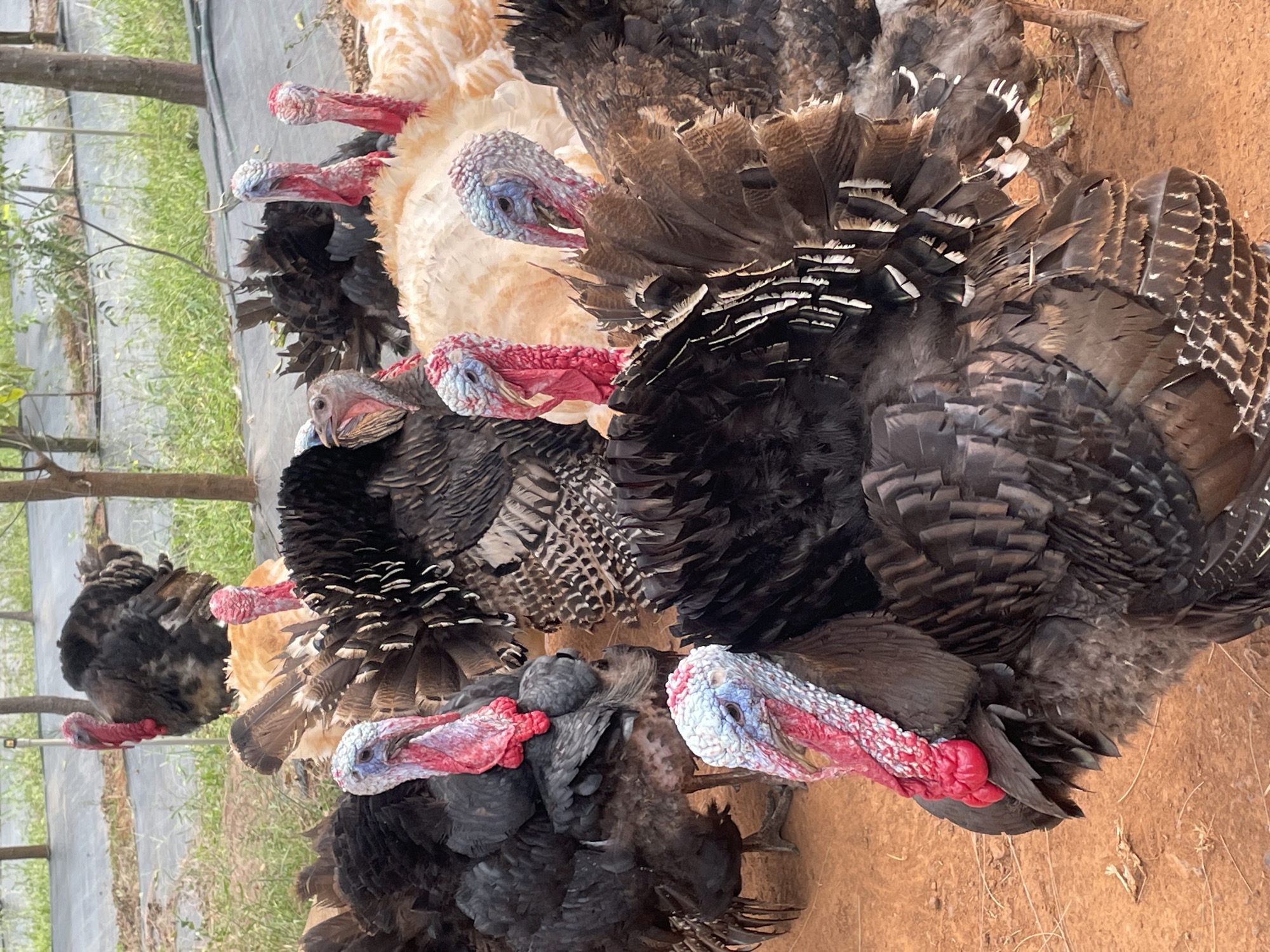 This vertically oriented image captures a group of domestic turkeys standing on reddish-brown dirt ground in Dhundshi, India, during the daytime. The turkeys are positioned in a loose line, with their bodies generally facing towards the left side of the frame.
There are at least seven turkeys visible, showcasing a mix of plumage colors. Several dominant turkeys are dark-feathered, appearing black and iridescent brown with intricate feather patterns, especially on their wings and tail. Their heads are striking, featuring prominent red and pale blue wattles, snoods, and caruncles. One or two turkeys interspersed among the dark ones have lighter, creamy white or buff-colored plumage. On the far left, a smaller turkey with mottled dark and tan feathers and a red wattle is also visible. Most of the turkeys have their heads turned slightly, observing their surroundings.
The background reveals a natural outdoor setting, likely a farm or an enclosed area. Patches of green foliage and grass can be seen behind the turkeys, along with several slender wooden posts and what appears to be a grey or black protective netting or fabric stretching across the mid-ground. The bright, even lighting suggests a clear, sunny day. No human subjects or visible text are present in the image.