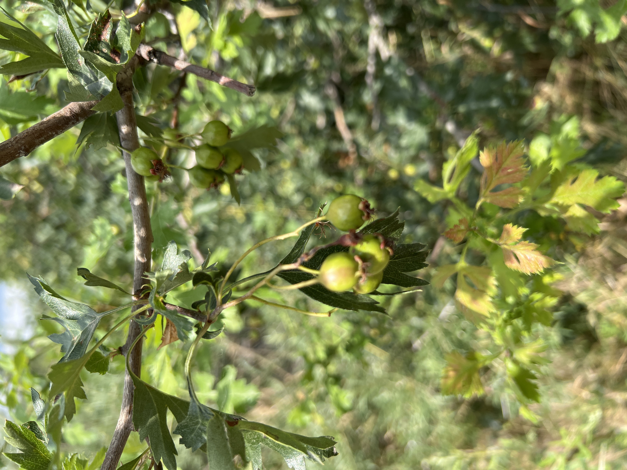 In Yuryevka, Kyrgyzstan, this close-up shot captures a branch of a hawthorn tree laden with immature, green fruits. The fruits, small and round, are clustered together on thin stems, some showing remnants of their sepals. The branch itself is rough-barked and woody, with serrated, lobed leaves in various shades of green and some tinged with red and yellow, indicating either new growth or the early stages of autumn. The background is a soft blur of lush green foliage and dappled sunlight, suggesting an outdoor, natural setting, likely a garden or park in Yuryevka.