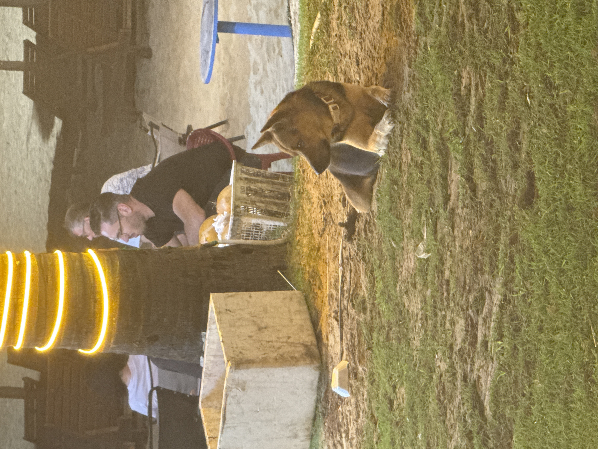 The image shows an outdoor scene at night. A large dog with a collar stands on a patch of grass. Adjacent to the grass is a sandy area where two people appear to be looking at something inside a metal basket. A palm tree wrapped in yellow string lights stands nearby. A concrete structure and various pieces of outdoor furniture, including a blue table and chairs, are visible in the background. The location is potentially in Đà Nẵng, Vietnam.