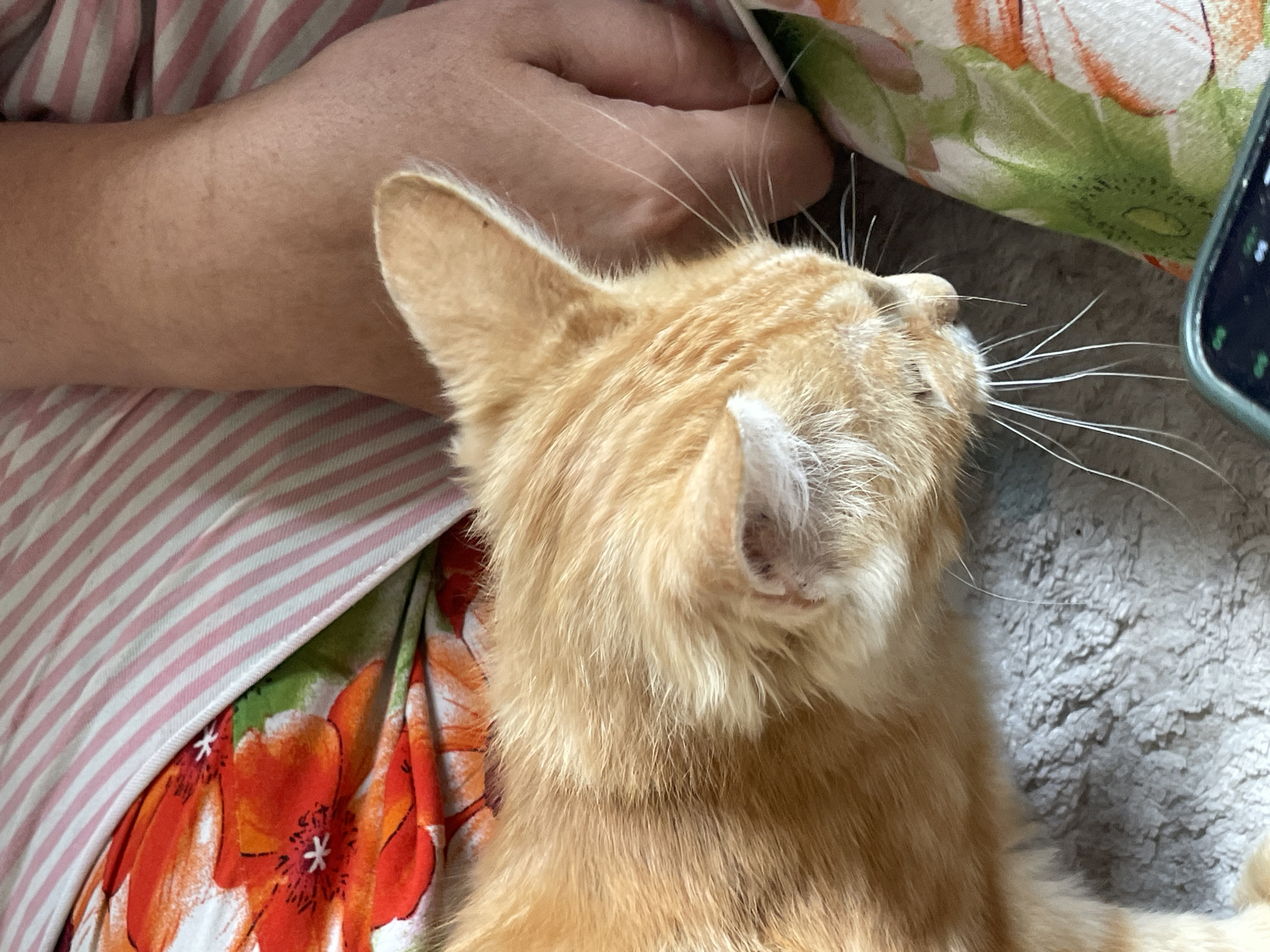 The image depicts an orange tabby cat lying on a grey, textured surface, possibly a blanket or rug. The cat's head is turned to the right, with its ears perked and whiskers spread. A human hand is visible to the right of the cat, with fingers partially extended. The background includes a piece of fabric with a floral pattern of red and orange flowers, and another fabric with pink and white stripes. The scene is indoors. There is no information to indicate a specific location in Tashkent, Uzbekistan.