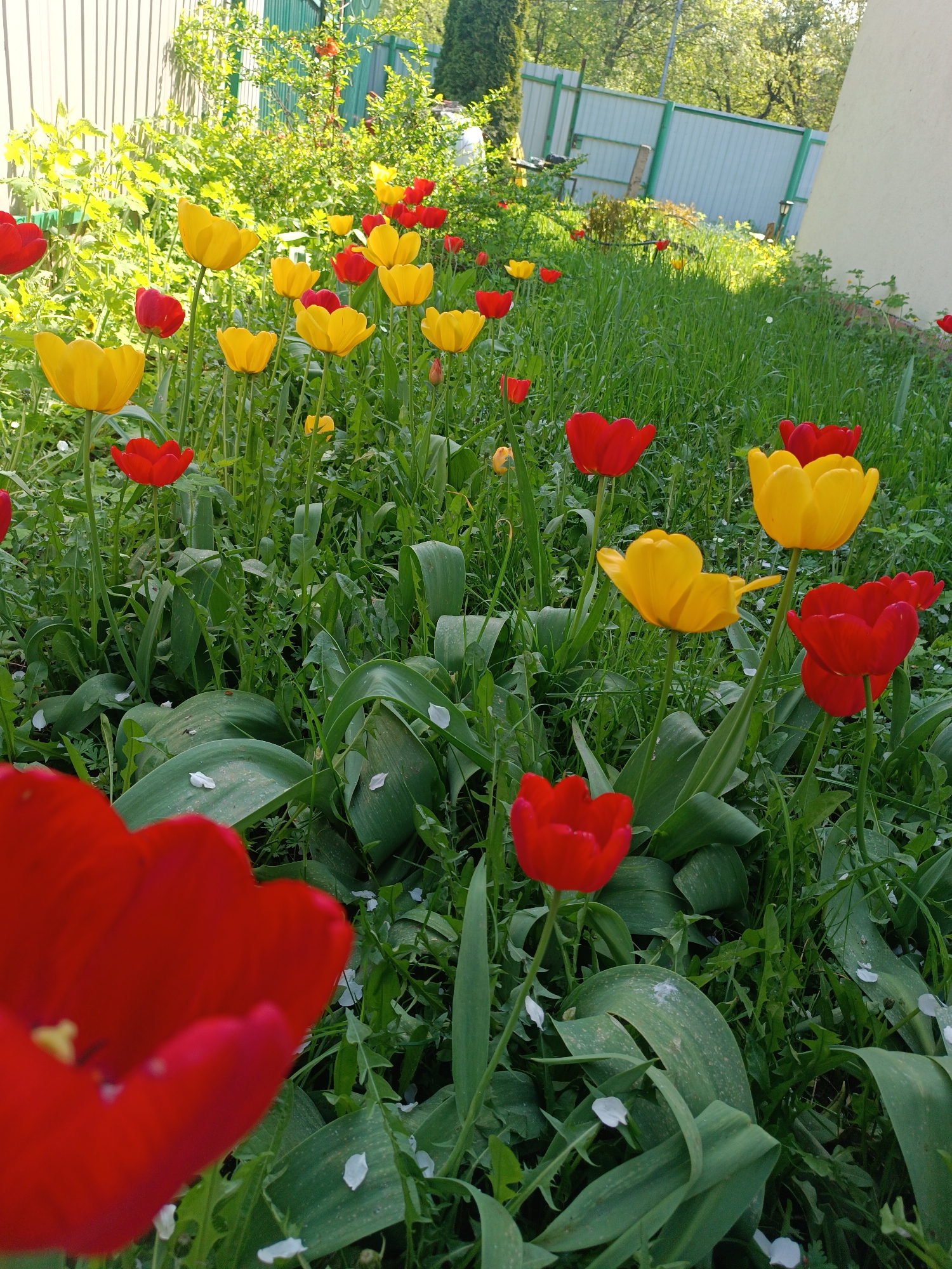 The image shows a vibrant flower bed with red and yellow tulips growing amidst lush green grass and other vegetation. White petals are scattered on the ground. A fence is visible in the background, and the presence of buildings indicates an urban or suburban setting. There is no indication that this is in Moscow.