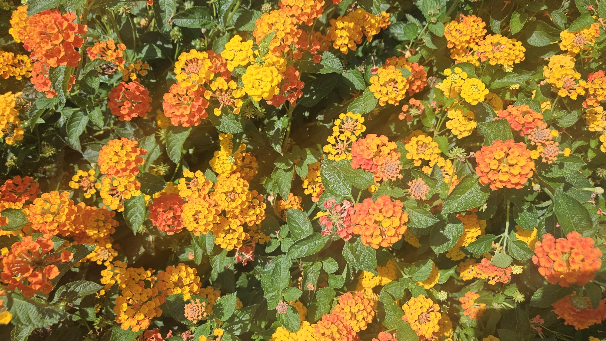 This is a close-up, full-frame photograph of a dense cluster of Lantana flowers. The flowers are small and numerous, clustered in rounded heads. The colors range from vibrant yellow and bright orange to reddish-orange. Lush green leaves are interspersed among the blooms, providing a backdrop. The lighting suggests a bright, sunny day, with some dappled light and shadow visible. There are no people or any specific L'Île-Rousse landmarks present in this image.