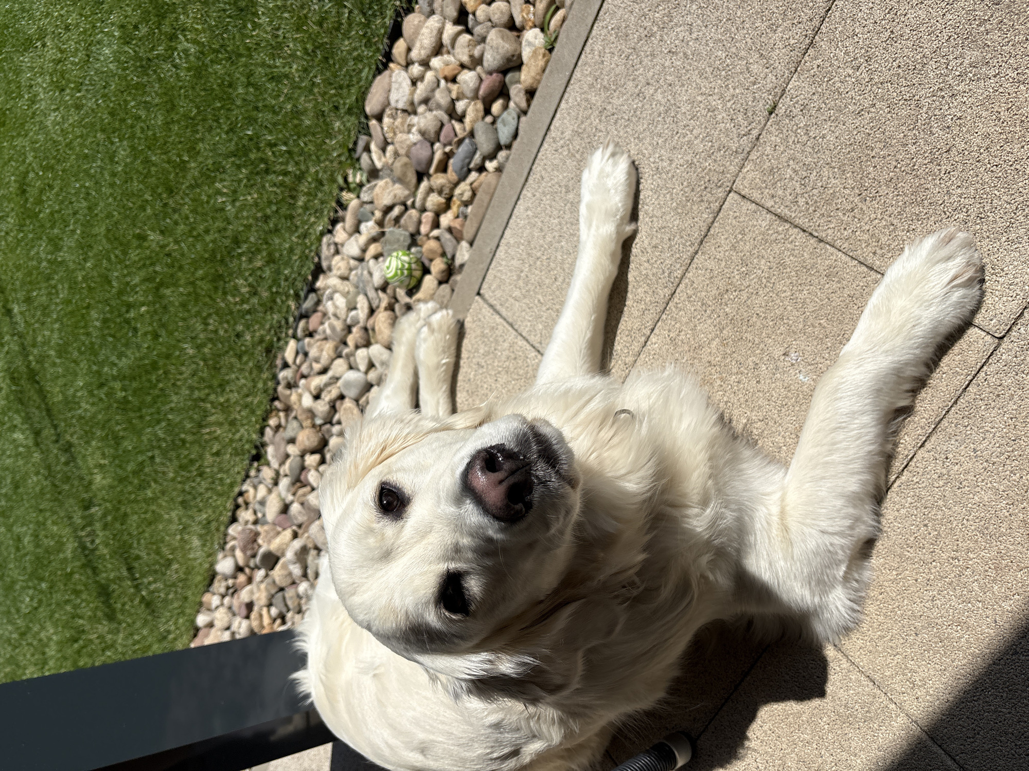 A white-coated Golden Retriever dog is captured from a high-angle perspective, lying on a light-colored paved patio under bright sunlight. The dog, with its head slightly tilted, looks directly up at the camera with dark, attentive eyes and a pinkish-black nose. Its front paws are extended forward, resting on the paving stones, while its body is relaxed.
To the left of the dog, a border of small, varied-colored gravel separates the patio from a section of vibrant green artificial grass. A small, striped green and white ball is visible nestled among the gravel near the dog's left paw. Strong shadows are cast across the scene, indicating a clear, sunny day, likely mid-day or early afternoon, highlighting the textures of the dog's fur and the surrounding surfaces. A dark, possibly metal, railing or edge is partially visible in the bottom left corner of the frame. The setting appears to be an outdoor patio or backyard area in Lozen, Bulgaria. There is no visible text in the image.