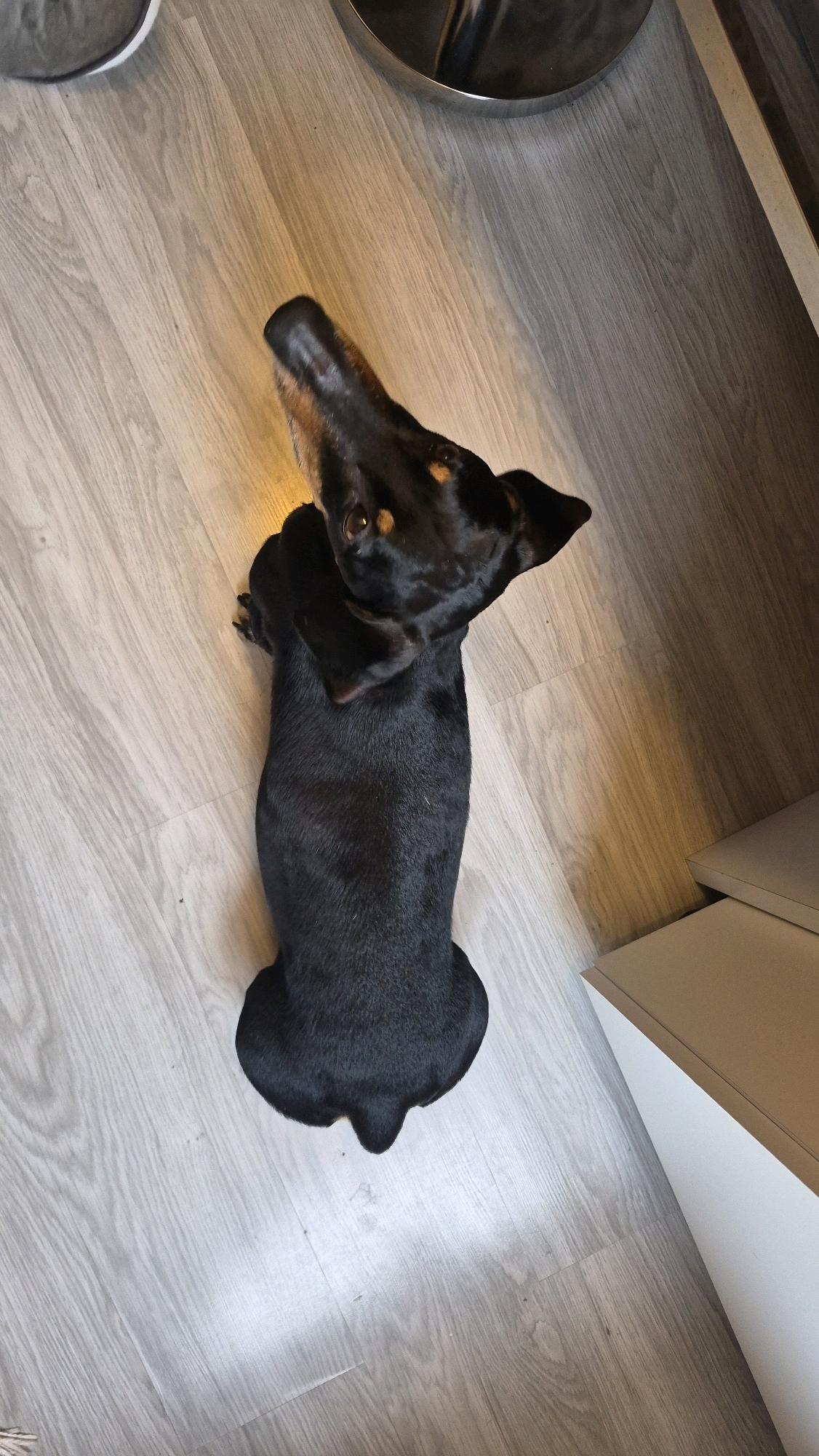 An overhead, high-angle shot captures a black and tan dachshund lying on a light grey, wood-planked floor. The dog is positioned in the center of the frame, facing towards the top left of the image, with its head tilted upwards and slightly to the left. Its ears are flopped down, and its dark eyes are visible. The body of the dog is elongated, characteristic of the breed, and its tail is tucked between its hind legs, creating a distinctive rounded shape. The floorboards show a wood grain pattern and have a slightly worn appearance. In the background, to the left, a portion of a metallic silver object, possibly a bowl or pet dish, is visible. To the right, the edge of a light-colored piece of furniture, possibly a cabinet or desk with a lighter wood or white finish, is present. The lighting in the scene appears to be artificial and casts subtle shadows. There is no indication of the dog being in Krauja, Latvia, as the image lacks any identifying landmarks or context related to that specific location.