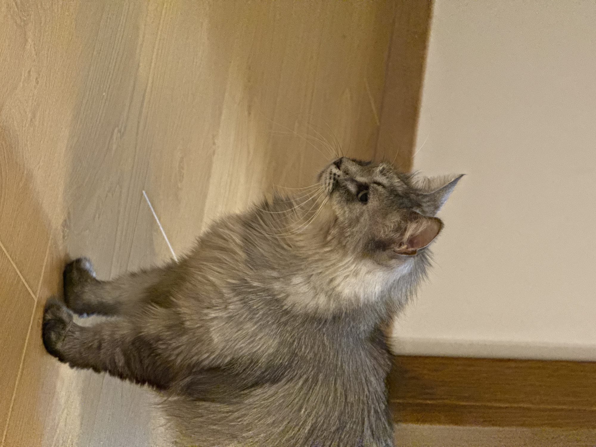 A long-haired, grey tabby cat stands on a light brown wooden floor, facing left. The cat has green eyes and prominent whiskers. Behind the cat, a beige wall meets a wooden doorframe on the right side of the image. The cat's fur is fluffy and appears well-groomed. The lighting suggests an indoor setting.