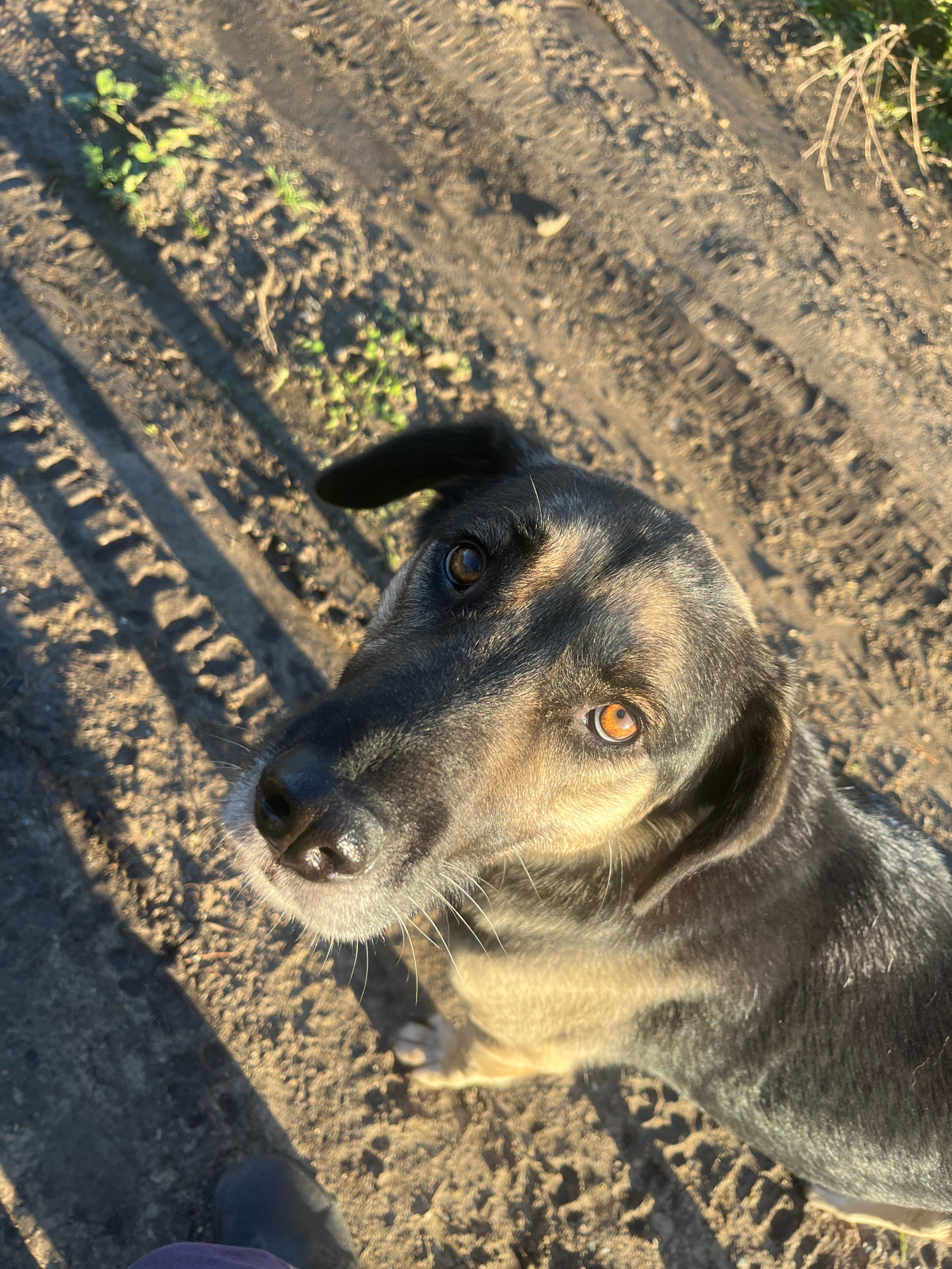A medium-sized dog with dark and tan fur looks up at the camera, its amber eyes wide. The dog is positioned in the lower right portion of the frame, its head tilted slightly. The ground beneath the dog is dry, cracked earth with visible tire tracks, suggesting an outdoor, possibly rural or industrial, location. Scattered patches of green vegetation are present in the upper left of the image, with long shadows cast across the ground, indicating the sun is low in the sky. The overall lighting is warm and natural. There are no people visible in the image, and no specific details place the scene in Nizhny Tagil, Russia.