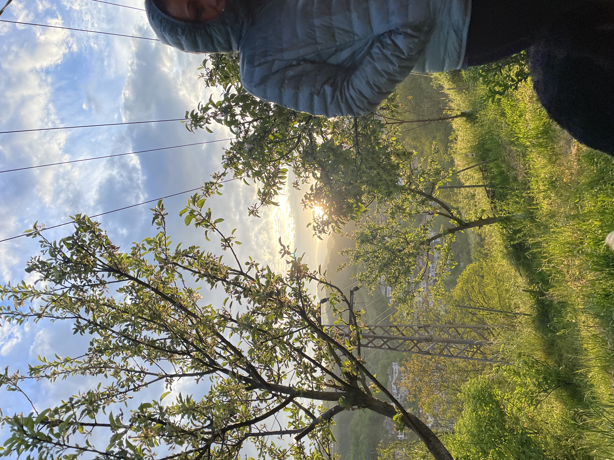 The image is taken from a low angle on a hillside in Zlatograd, Bulgaria, looking toward the setting sun. In the foreground, there are blooming trees with green leaves, casting shadows on the grassy hillside. The sun is partially obscured by distant hills, creating a bright glare. Power lines stretch across the sky. In the upper part of the image, a person wearing a blue jacket is partially visible, out of focus. In the middle ground, a metal transmission tower is visible among the trees and vegetation. A scattering of houses are visible in the distance. The light is soft, suggesting it's either early morning or late afternoon.