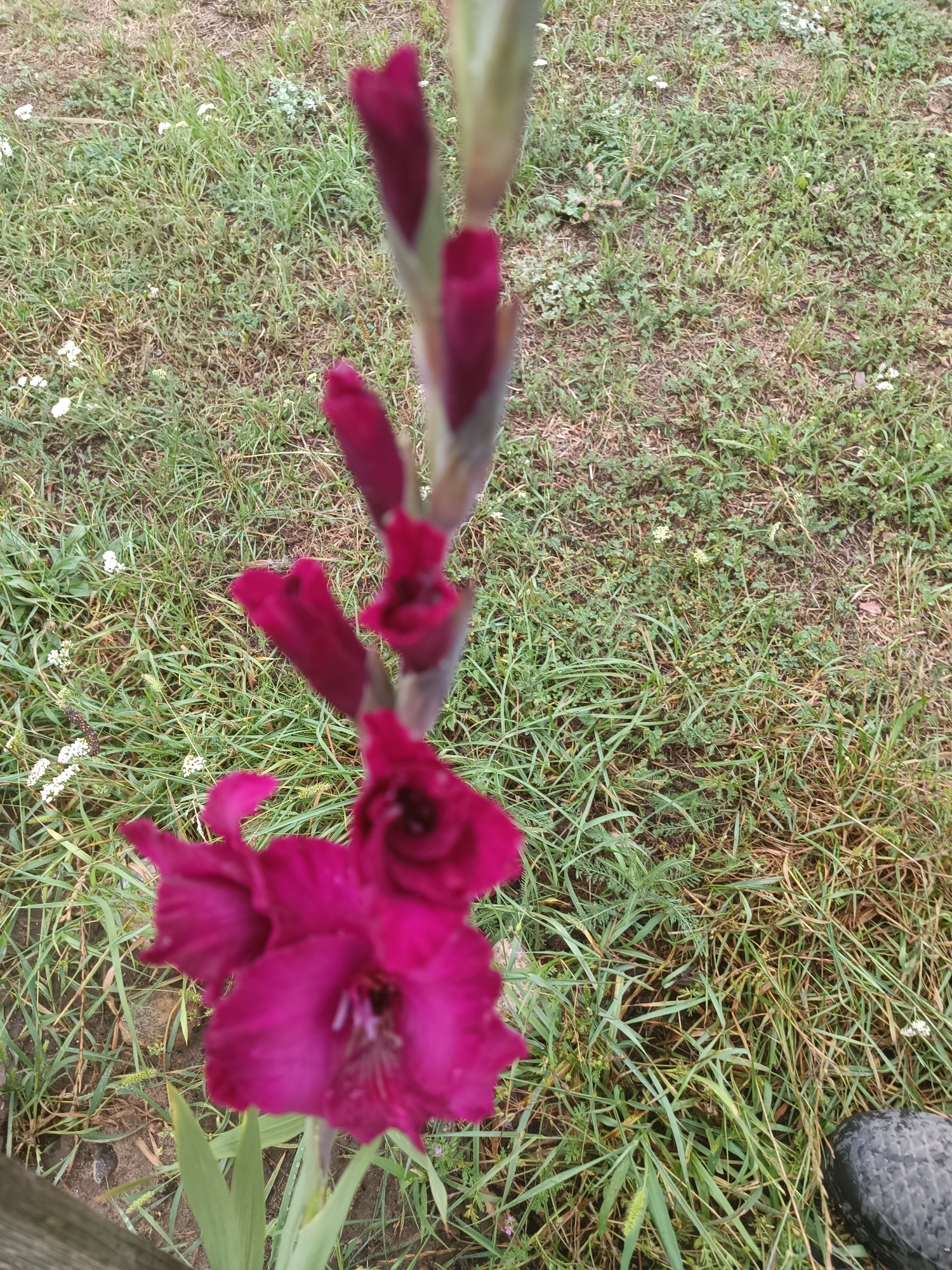 A close-up, slightly blurred, vertical shot shows a deep pink gladiolus flower and several unopened buds against a backdrop of green grass. The gladiolus stalk is positioned on the left side of the frame, with the fully bloomed flower at the bottom and buds extending upwards. The grass is varied in texture and color, with some dry patches and small white wildflowers scattered throughout. In the lower right corner, a portion of a black, textured object, possibly a tire, is visible. The scene appears to be outdoors, likely in a garden or natural grassy area, within the Тэльмінскі сельскі Савет in Belarus. There are no people or animals present in the image.