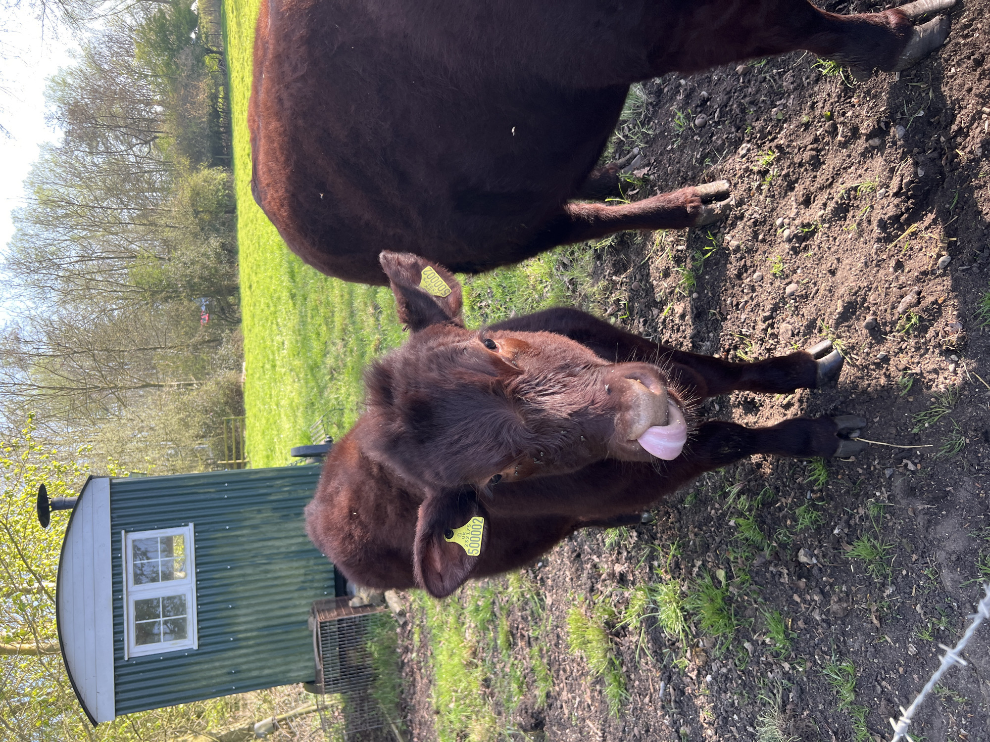 The image shows two brown cows in a field in South Norfolk, United Kingdom. The smaller cow in the foreground is sticking its tongue out. Both cows have yellow ear tags. The ground is a mixture of dirt and grass. In the background, there's a small green building with a white window frame. Trees are visible further in the background. A section of barbed wire fence is in the lower right corner. The scene appears to be rural.