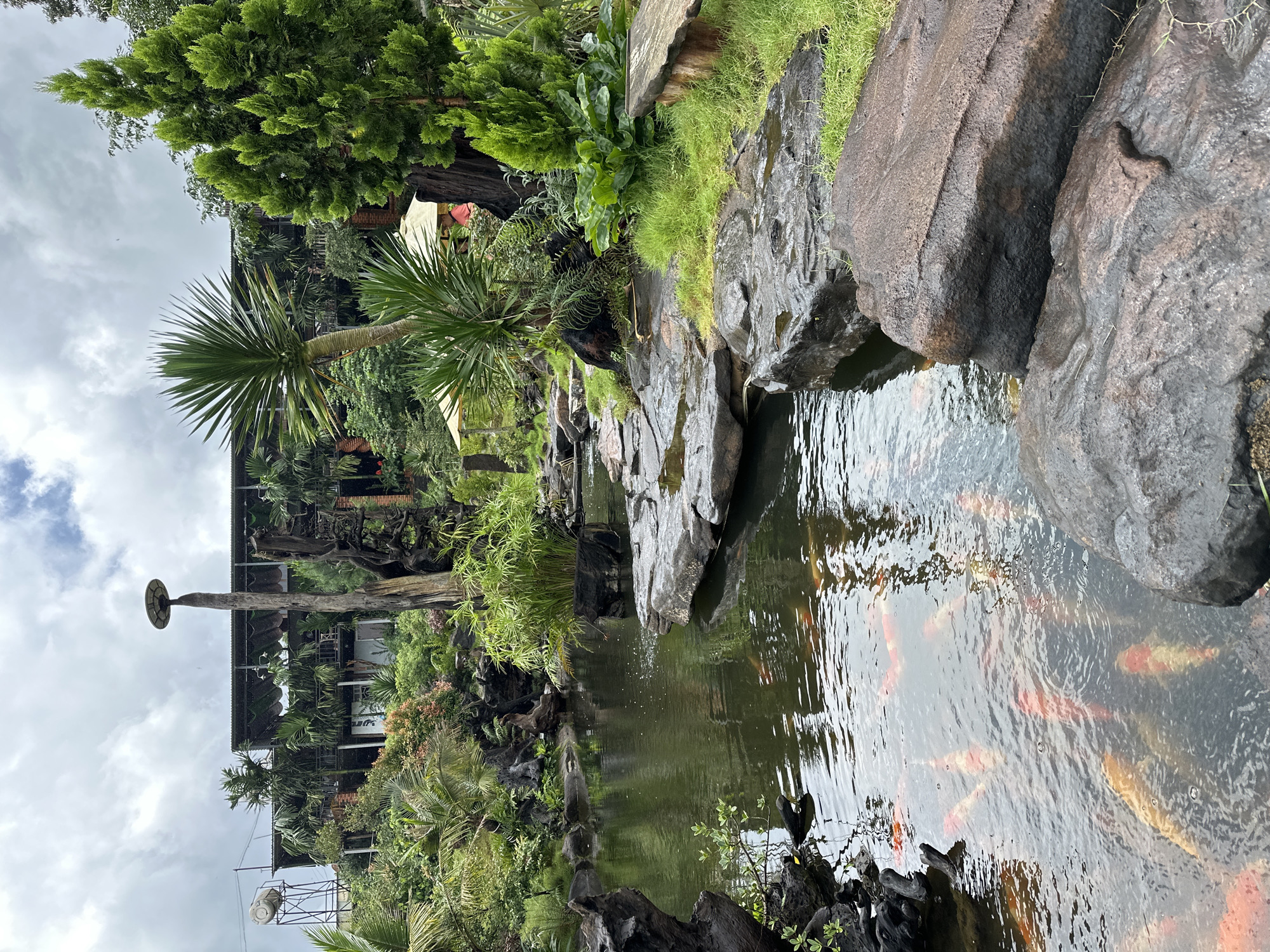 The image captures a serene koi pond in what appears to be a garden or resort setting, likely located in Chư Sê, Vietnam, given the lush tropical vegetation and humid atmosphere. Several koi fish, predominantly orange and white, swim in the dark, reflective water. The pond is bordered by large, dark rocks and weathered driftwood, with lush green grass and various plants, including palm trees and dense foliage, surrounding the water. In the background, a multi-story building with a dark roof and balconies is visible, partially obscured by trees. A tall, wooden pole with a solar-powered light fixture stands prominently near the building. The sky is overcast with clouds. The overall impression is one of a tranquil, natural oasis.