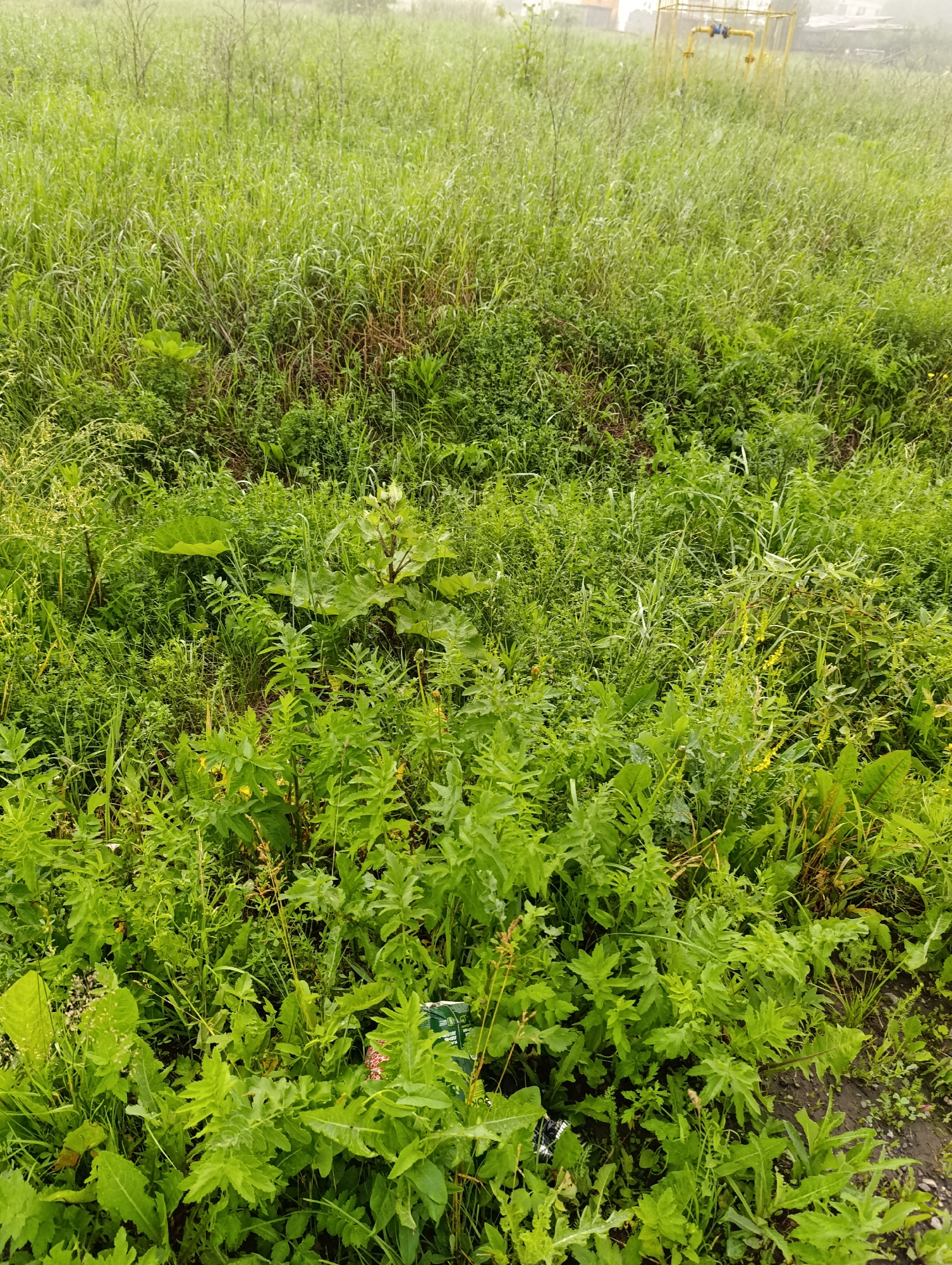 A medium shot captures a dense patch of lush green vegetation, predominantly grass and various weeds, under an overcast sky. The foliage is varied in texture and height, with taller grasses and broad-leafed plants interspersed with finer, feathery weeds. In the middle ground, a single, large-leafed plant with a central stalk stands out. In the far background, a yellow gas pipe structure with blue fittings is visible amongst the greenery, with hints of buildings behind it. The ground is obscured by the dense vegetation. The scene appears to be an undeveloped area, possibly a vacant lot or a field, located in Tugulym, Russia.