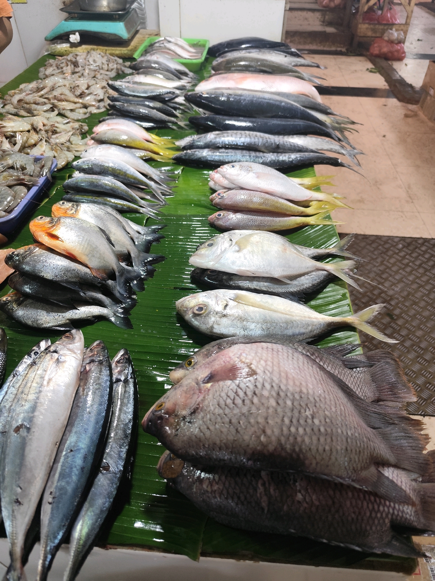 The image shows a close-up view of a fish market stall in Bogor, Indonesia. The stall is overflowing with a variety of fresh seafood, primarily fish and shrimp, displayed on large green banana leaves. In the foreground, several large, silver-scaled fish with visible eyes are arranged. To their left, a row of smaller, slender, silver and blue fish are laid out. Further back, a pile of shrimp is visible. The background reveals more rows of fish, some larger and darker, others smaller and lighter in color. The stall appears to be outdoors or in a covered market setting, with a tiled floor visible in the lower right corner. The overall impression is one of abundance and freshness at a local market.