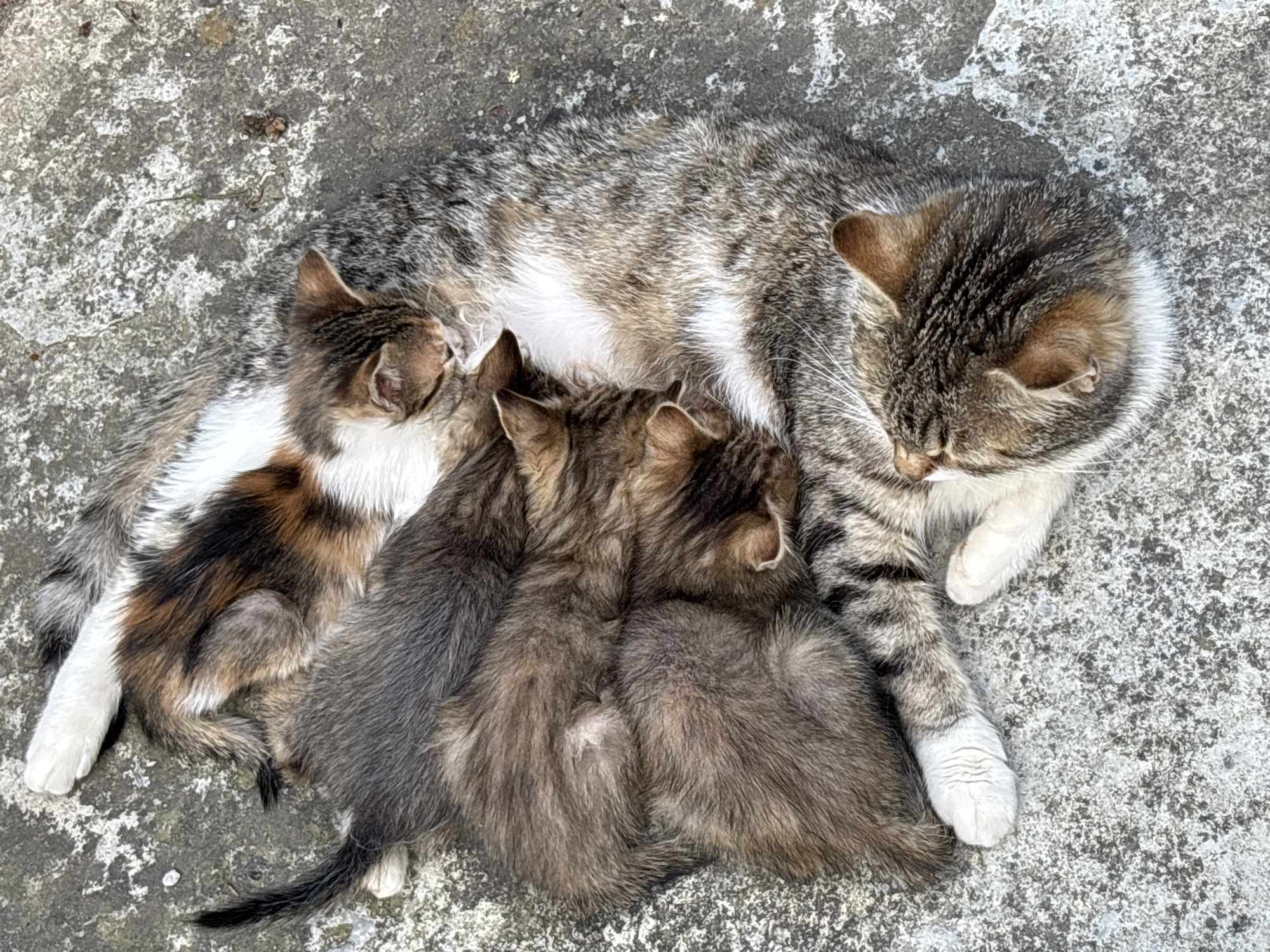 On a concrete surface in Pchelnik, Bulgaria, lies a cat with three kittens. The cat is a mix of grey, brown and white. One kitten is lying by its belly with brown, black and white fur. The other two kittens are light brown with grey fur. All cats are lying down.