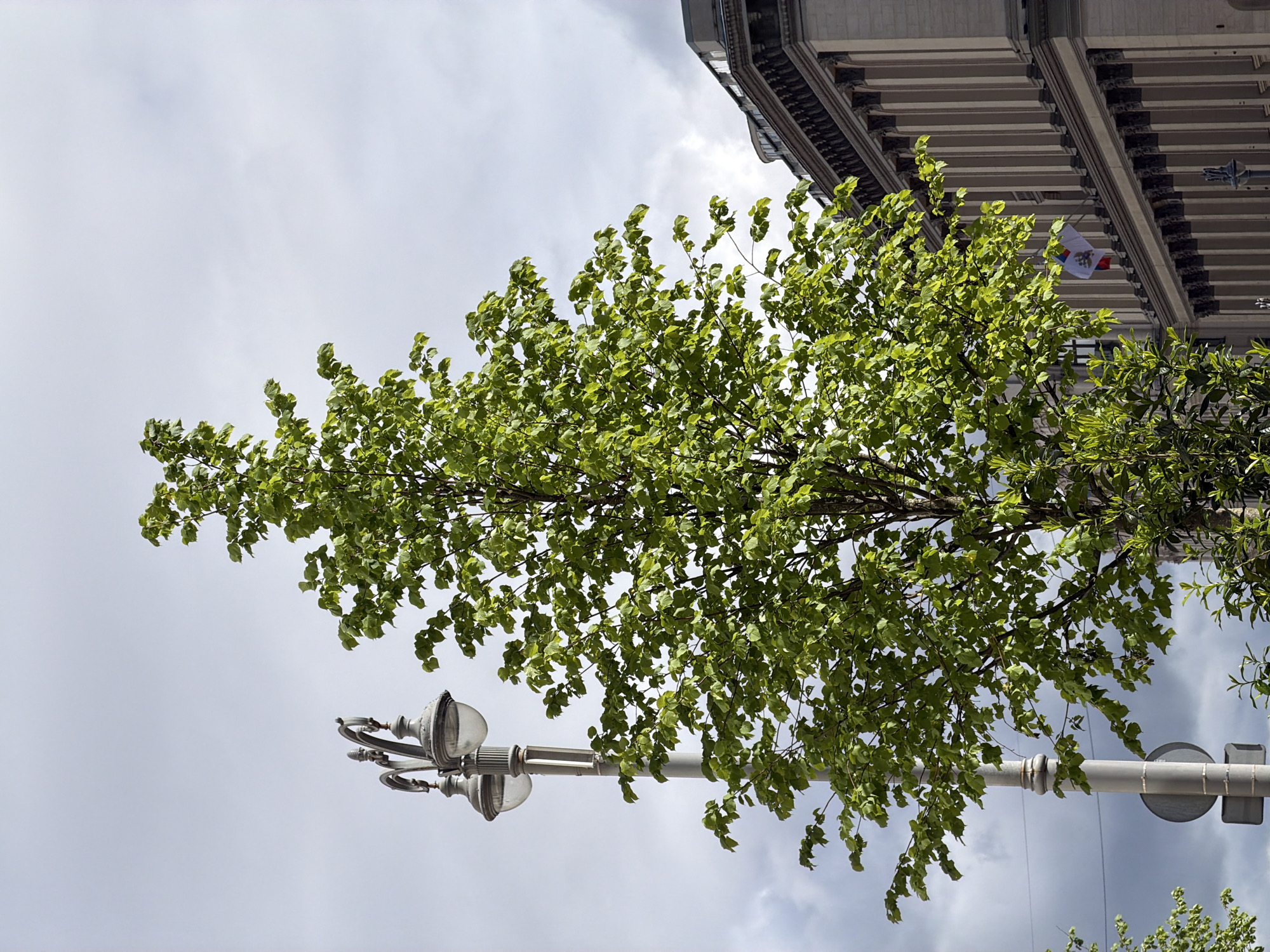 The image shows a view looking up at a tree, a lamp post, and a building facade. The tree has green leaves and partially obscures a street lamp. Above the tree is a building with ornate molding and a small flag visible. The sky is overcast with grey clouds. The location is Moscow, Russia.