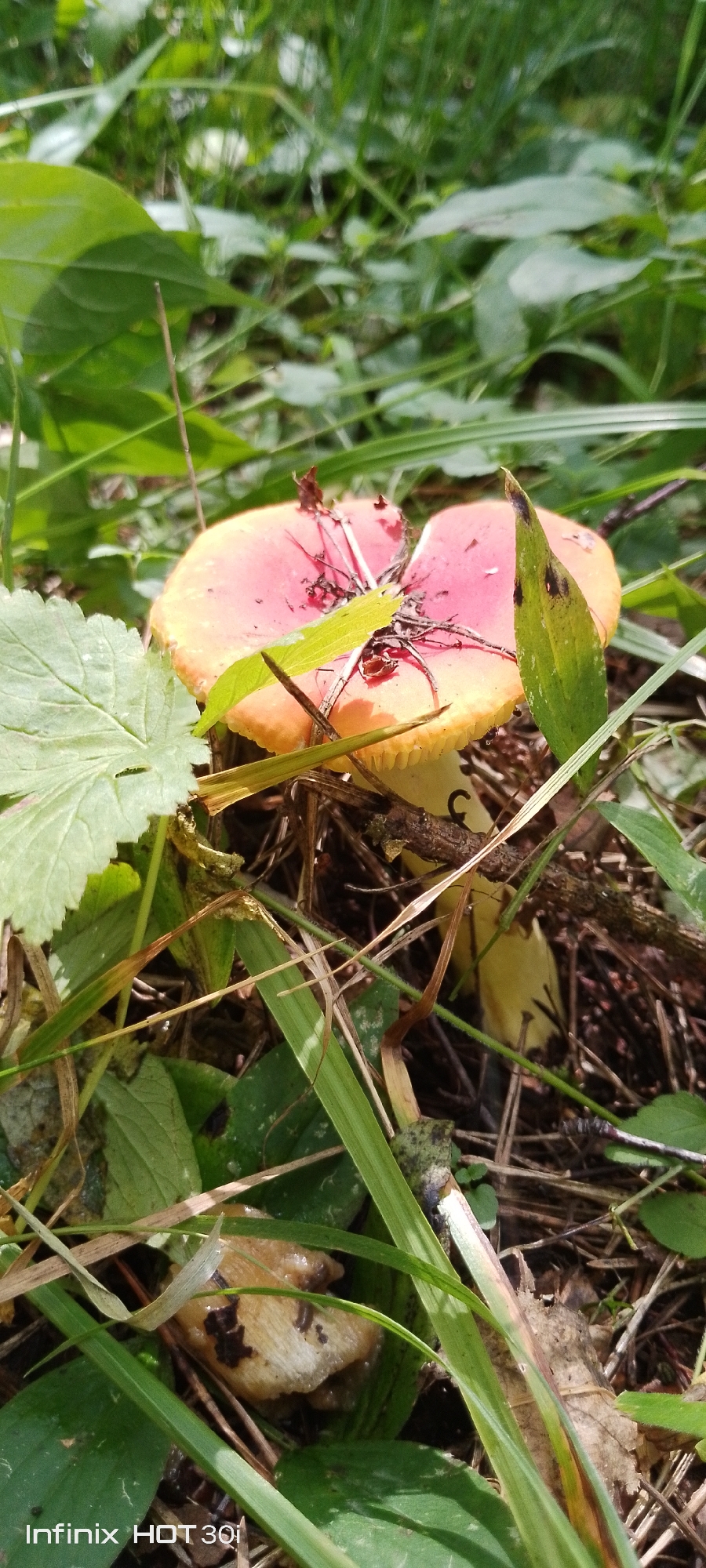 The image shows a close-up view of a red and yellow mushroom growing amongst green foliage and dry leaves on the ground. The mushroom's cap is partially open, revealing its gills. A small green leaf rests on top of the cap, and a thin branch is also present. The background is blurred, consisting of more green plants. The bottom left corner of the image displays text that reads "Infinix HOT 30i". The scene appears to be in a natural, wooded environment, possibly a park or forest floor. There is no indication of human presence, actions, or interaction. The location is stated to be the city of Kedrovy, Russia.