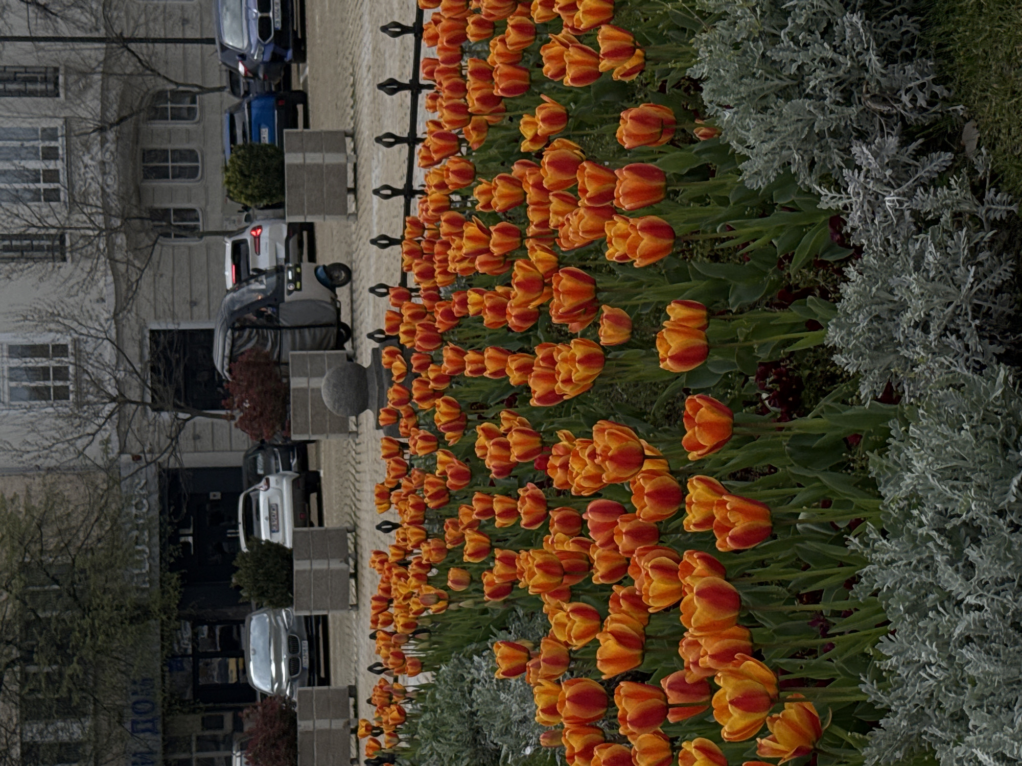 The image captures an urban street scene in Sofia, Bulgaria, featuring a vibrant display of flowers under an overcast sky. The photograph is presented on its side, rotated 90 degrees clockwise.
In the foreground, a long, abundant bed of orange and yellow tulips dominates the right side of the frame. Many of the tulips exhibit rich red streaks, adding depth to their color. These flowers are neatly arranged in rows, interspersed with patches of silvery-gray, feathery plants, likely *Senecio cineraria*, which provide a contrasting texture.
Adjacent to the flower bed, a decorative black metal fence or railing separates the greenery from a paved walkway or street. Beyond this, several cars are parked, including a dark blue SUV, a lighter blue sedan, a white hatchback, and a silver sedan, among others. Their European license plates are partially visible.
In the background, on the left side of the image, are multi-story buildings with numerous windows, indicative of urban architecture. Bare deciduous trees stand in front of and around these buildings, suggesting either early spring or late winter. Some evergreen shrubs are also visible near the parked cars and buildings.
Visible text on a building facade includes "BLUETON" in Latin script, likely a business name. Below it, Cyrillic script appears to read "СКУЛПТУР" (potentially "SCULPTURE") and "М ПОЛ", possibly indicating a specific type of establishment or a partially visible address.
The scene appears calm and orderly, with no people visible. The daylight is diffused by the overcast weather, creating soft lighting and highlighting the tulips' colors without harsh shadows. The overall setting is a typical European city street or promenade during the spring bloom.