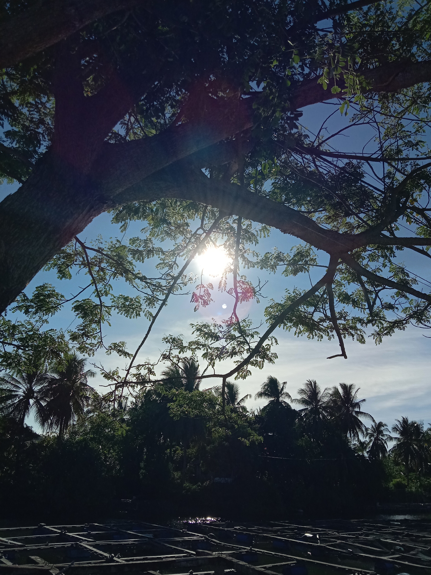 The image shows a view looking up through the branches of a large tree towards the sun, which is obscured by the foliage, creating a starburst effect. The sky is blue with some light, wispy clouds. Below the tree, there's a dense cluster of other trees, including palm trees. At the bottom of the image, there are a series of square or rectangular structures, possibly fish ponds or aquaculture pens. Given the prompt indicating the location is Lhokseumawe, Indonesia, this scene likely depicts a natural or semi-natural area with aquaculture activities. There are no people visible in the image.