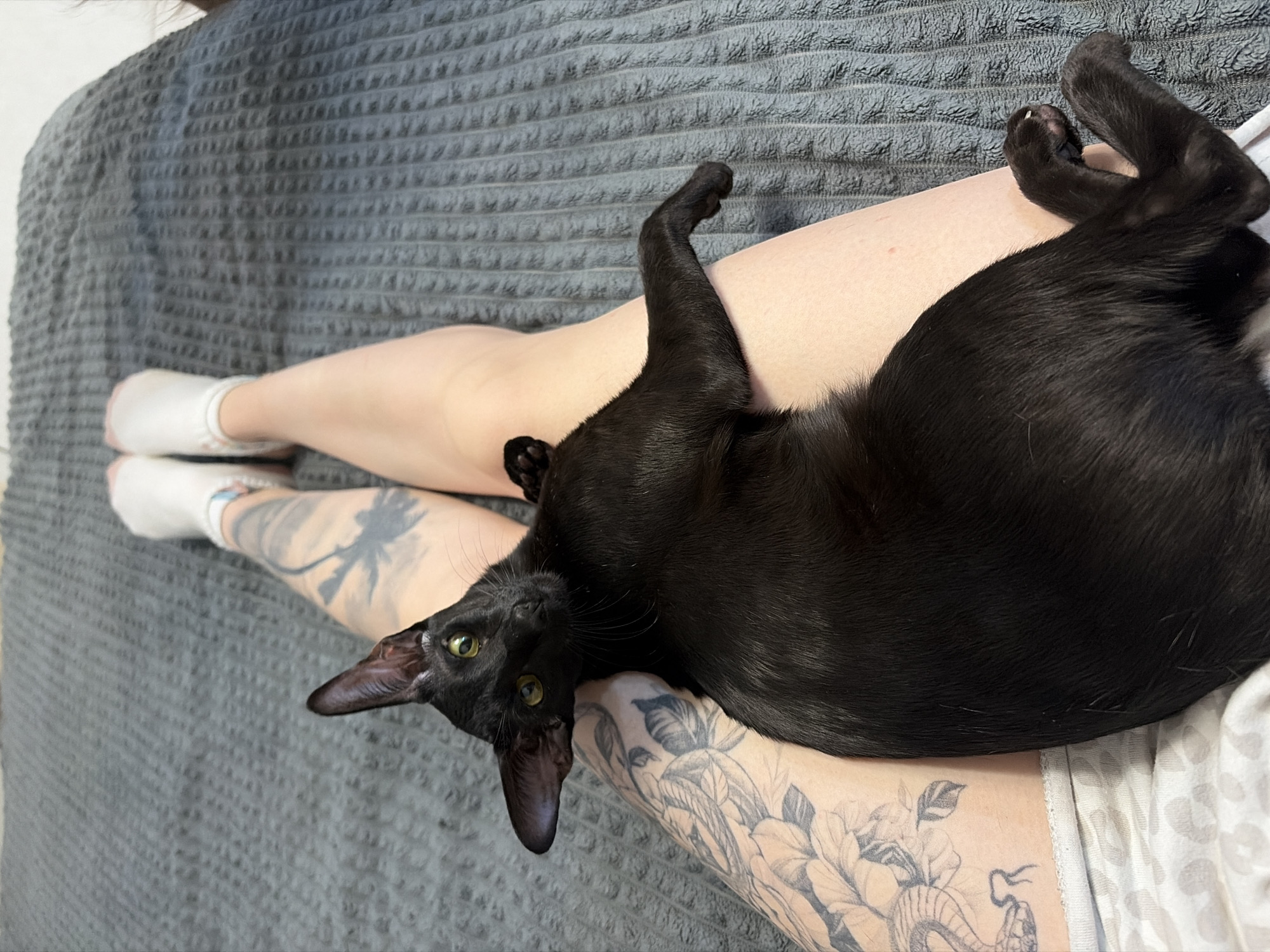A high-angle shot depicts a black cat lying on a person's lap. The person is wearing white socks and has tattoos on their legs. The background consists of a gray textured blanket. No evidence suggests the photo was taken in Chaikovsky, Russia.