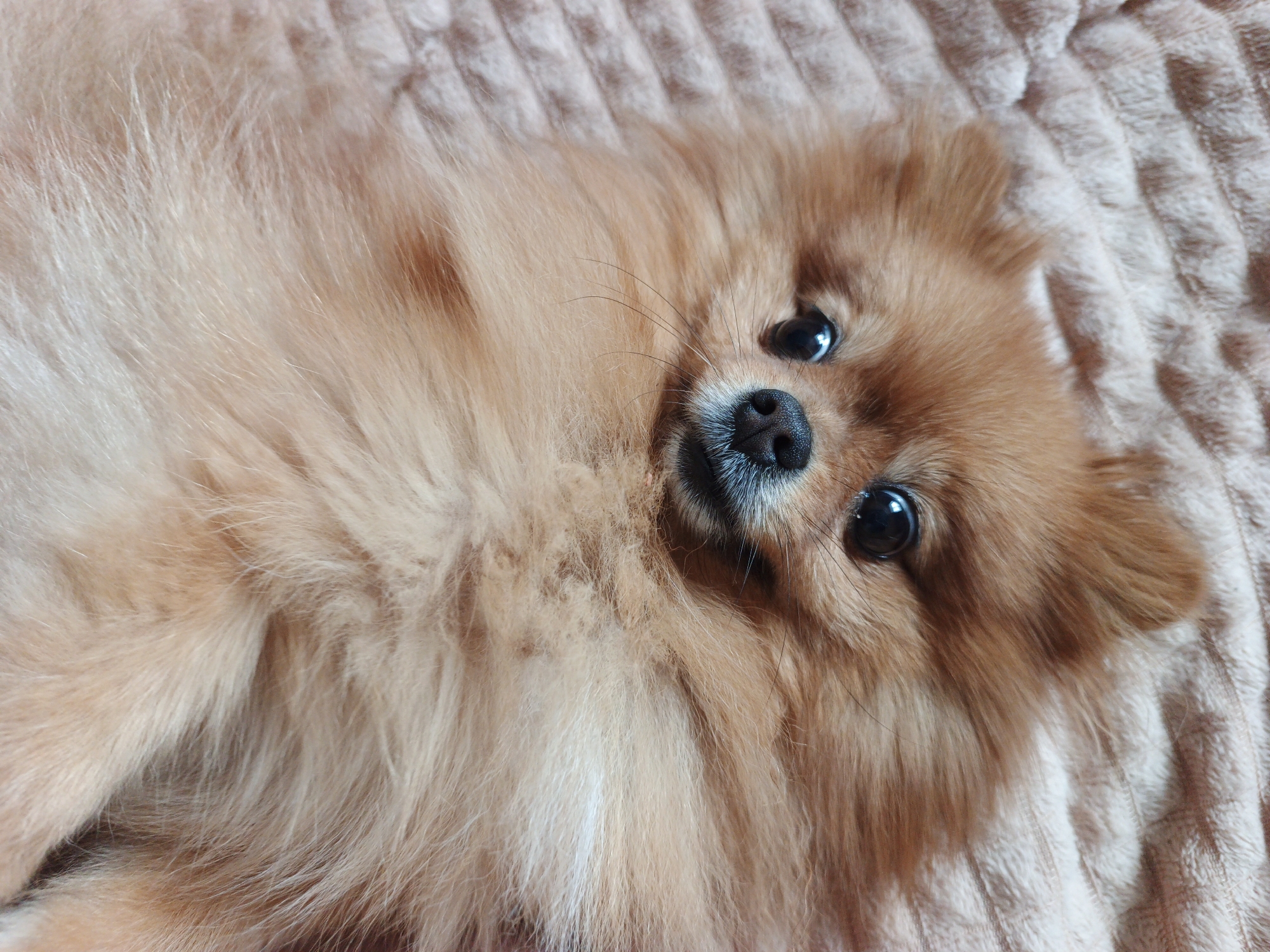 A Pomeranian dog with light brown fur is lying on a light brown textured blanket. The dog is positioned on its back, with its head turned towards the camera. Its eyes are open and black, and its nose is black. The dog's fur is fluffy and covers most of its body. The background consists of the textured blanket, which has a ribbed pattern. The image appears to be taken indoors.