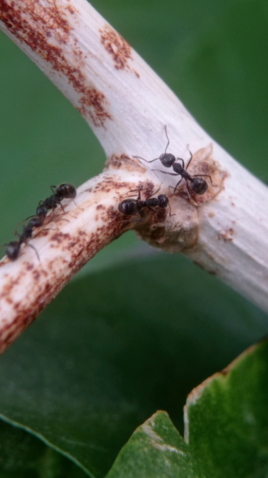 The image shows a close-up of several ants on a thin, woody stem with reddish-brown markings. The stem is angled across the frame, with a blurred green background suggesting foliage. There are at least five ants visible, all black and appearing to be moving or interacting with the stem. One ant is prominently positioned near the center right, with two others below it and to the left, and two more further left, one behind the other in a line. The lighting is direct, highlighting the textures of the stem and the ants' bodies. The scene appears to be in a natural environment, likely outdoors, with no specific urban features visible.