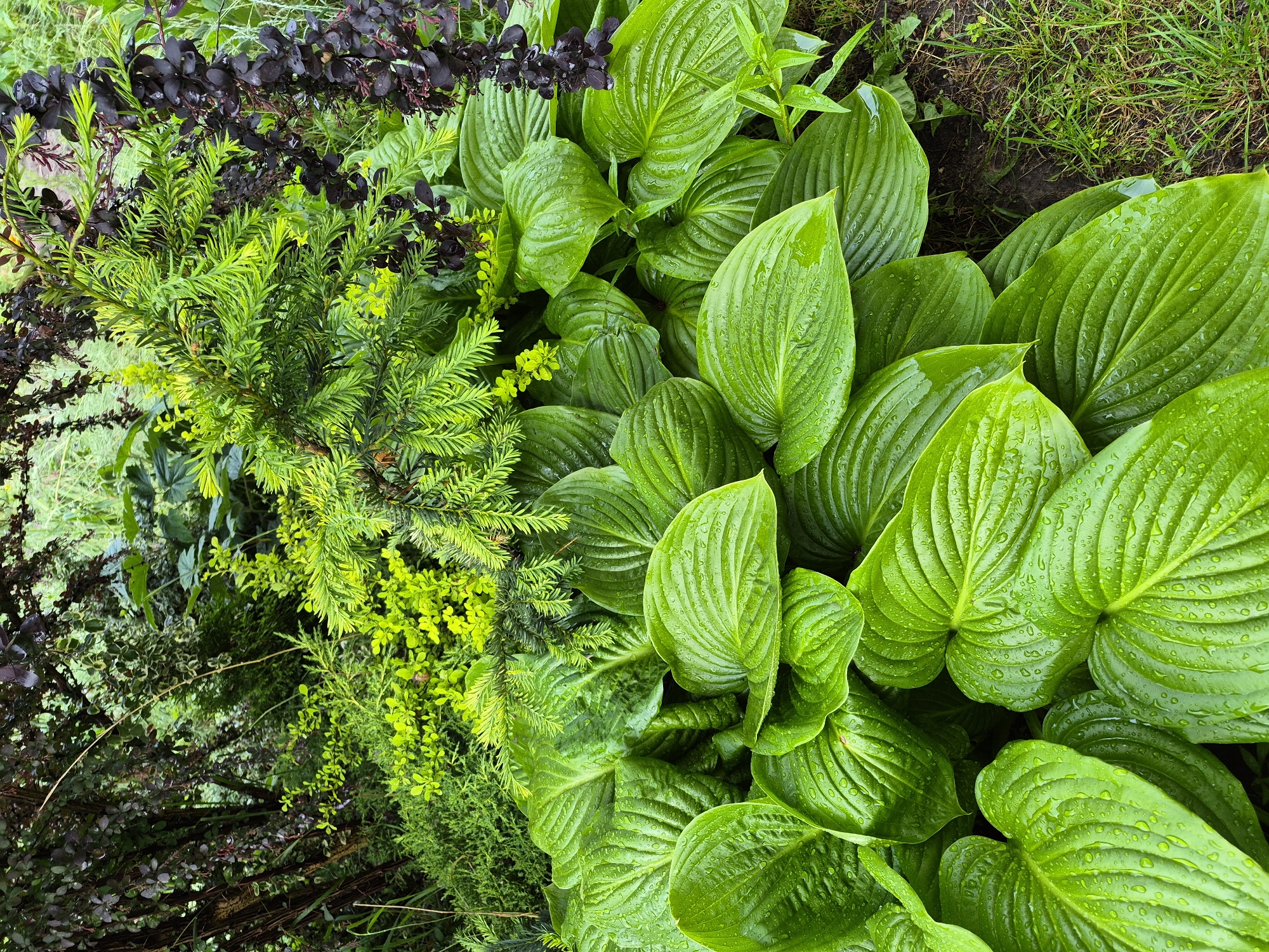 This vertical image depicts a dense garden landscape in Hlevakha, Ukraine. The foreground is predominantly occupied by large, ovate leaves of hosta plants, characterized by prominent ribbing, a vibrant lime-green coloration, and covered in numerous water droplets.
Immediately above the hostas, a variety of other plant species are visible. To the upper left, darker green and deep purple-leafed shrubs form a dense mass. In the central mid-ground, a brighter, chartreuse-green conifer with short, needle-like foliage is prominent. Interspersed among these are smaller, light green shrubs and groundcover. Trailing downwards from the upper right quadrant of the frame is dark purplish-red foliage, consistent with a weeping shrub variety. The bottom right edge of the image shows damp, dark soil transitioning into a patch of short, green grass. No human figures, animals, or artificial structures are present.