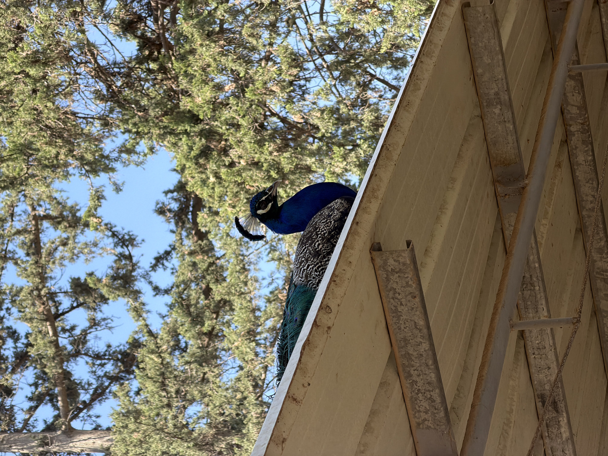 A peacock is perched on a building's roof in Zvulun Regional Council, Israel. The peacock has a bright blue head, a patterned gray body, and iridescent green and blue tail feathers. Trees and blue sky are visible in the background. Metal supports are attached to the building.