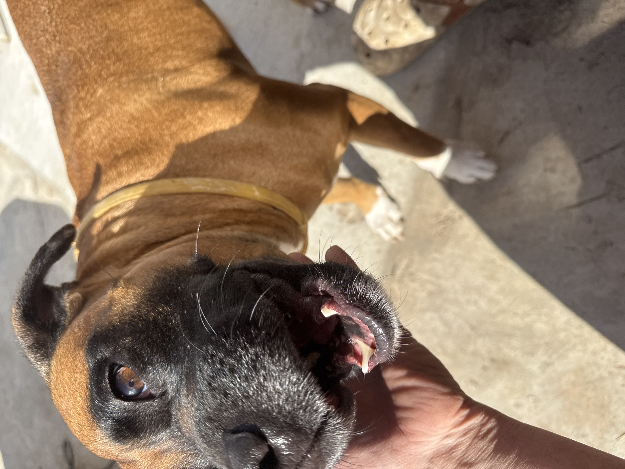The image shows a close-up, overhead view of a fawn-colored dog, possibly a Boxer, with a black muzzle and mask. The dog is lying on a light-colored concrete or paved surface outdoors. A light-colored collar is visible around its neck, and white markings are present on its paws, one of which is visible in the background.
A human hand, positioned in the lower right, gently interacts with the dog's snout, causing its mouth to open slightly. This reveals some of its white canine and incisor teeth, as well as pink gums and internal oral tissues. The dog's dark eye, prominent on the left side of the frame, appears calm and relaxed, indicating a non-stressed interaction.
The scene is brightly lit by strong sunlight, casting distinct, sharp shadows across the ground, suggesting it is daytime. In the upper right background, a blurred, light-colored object, possibly a casual shoe or sandal, is partially visible. There is no visible text in the image.