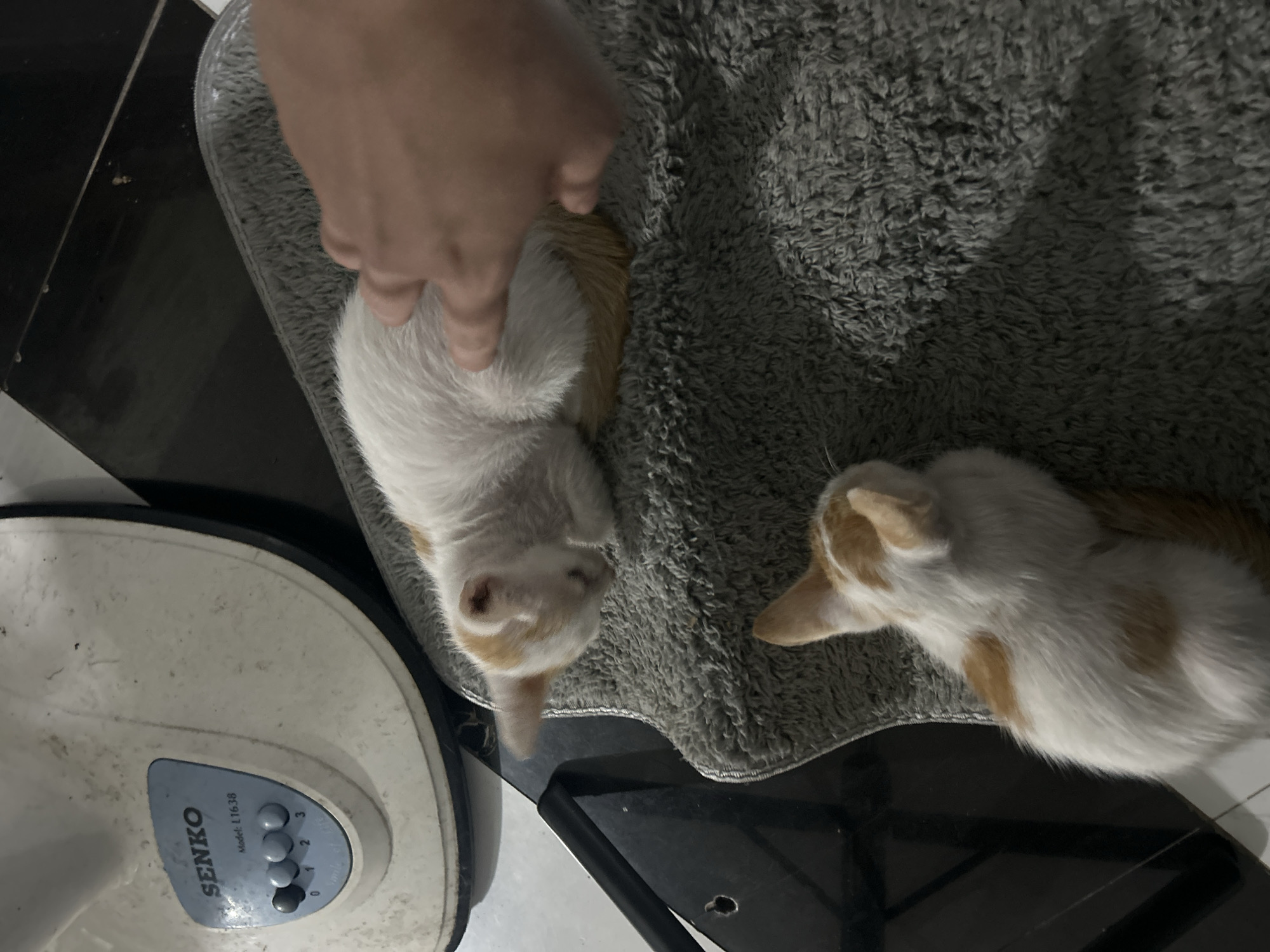 In An Hữu, Vietnam, two young cats, one white with orange markings and the other predominantly white with orange patches, rest on a gray, textured mat. A human hand is visible, gently petting the back of the cat closer to the fan. The background includes a portion of a white Senko brand fan with speed settings labeled 0, 1, 2, and 3, and a dark, reflective surface. The overall environment appears to be indoors.