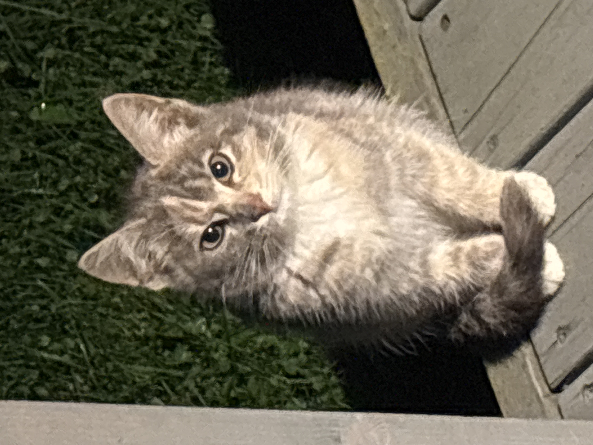 The image shows a close-up of a small, grey and white tabby kitten sitting on a wooden deck. The kitten is facing the camera, with its tail curled around its body. Its eyes are wide and alert, and its ears are perked up. The background is a blur of green grass and dark shadows. There is a white post on the left side of the image. The scene appears to be outdoors at night, possibly in a residential area in the city of Zvenigorod, Russia.