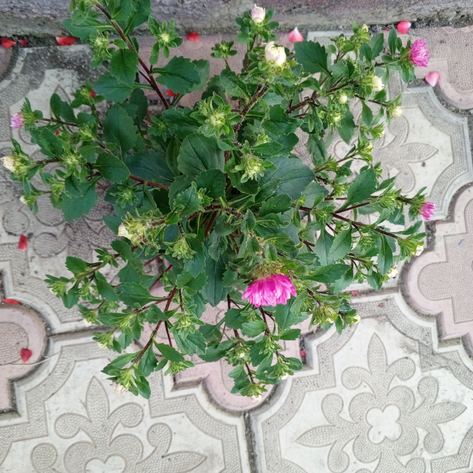 A top-down view shows a potted plant with green leaves and numerous small buds, as well as a few open pink flowers, resting on patterned gray paving stones. The paving stones have an ornamental design. Scattered on the stones are several bright red and pink flower petals. The plant has thin, dark reddish-brown stems and is densely packed with foliage. Some of the flower buds are white, while others appear to be a pale green. The overall scene is of a plant in bloom outdoors. There are no people or animals visible in the image. The location is Sayanogorsk, Russia, as indicated by the metadata.