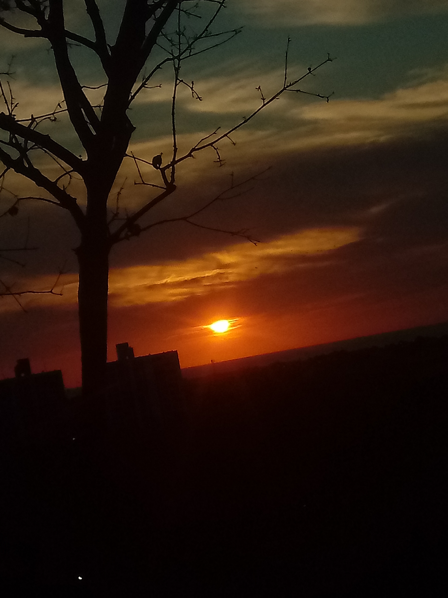 A dramatic sunset over Juan Griego, Venezuela, is captured in this image, dominated by a vibrant sky ablaze with deep oranges, reds, and yellows near the horizon, gradually fading into cooler blues and greys towards the top. The sun, a brilliant yellow-orange orb, is positioned low on the horizon, partially obscured by streaky clouds that reflect its intense light.
In the immediate foreground, a large deciduous tree stands in sharp silhouette on the left side of the frame. Its bare branches, devoid of leaves, extend across much of the upper and mid-sections of the image. A small, dark bird is distinctly perched on one of these branches, providing a subtle focal point against the colorful sky.
Below the tree and extending along the horizon, several dark, indistinct structures—possibly buildings or distant landforms—are silhouetted, further emphasizing the intense light of the setting sun. The bottom portion of the image is almost entirely dark, enhancing the contrast with the illuminated sky. The scene conveys a serene and beautiful moment at dusk. No visible text is present.