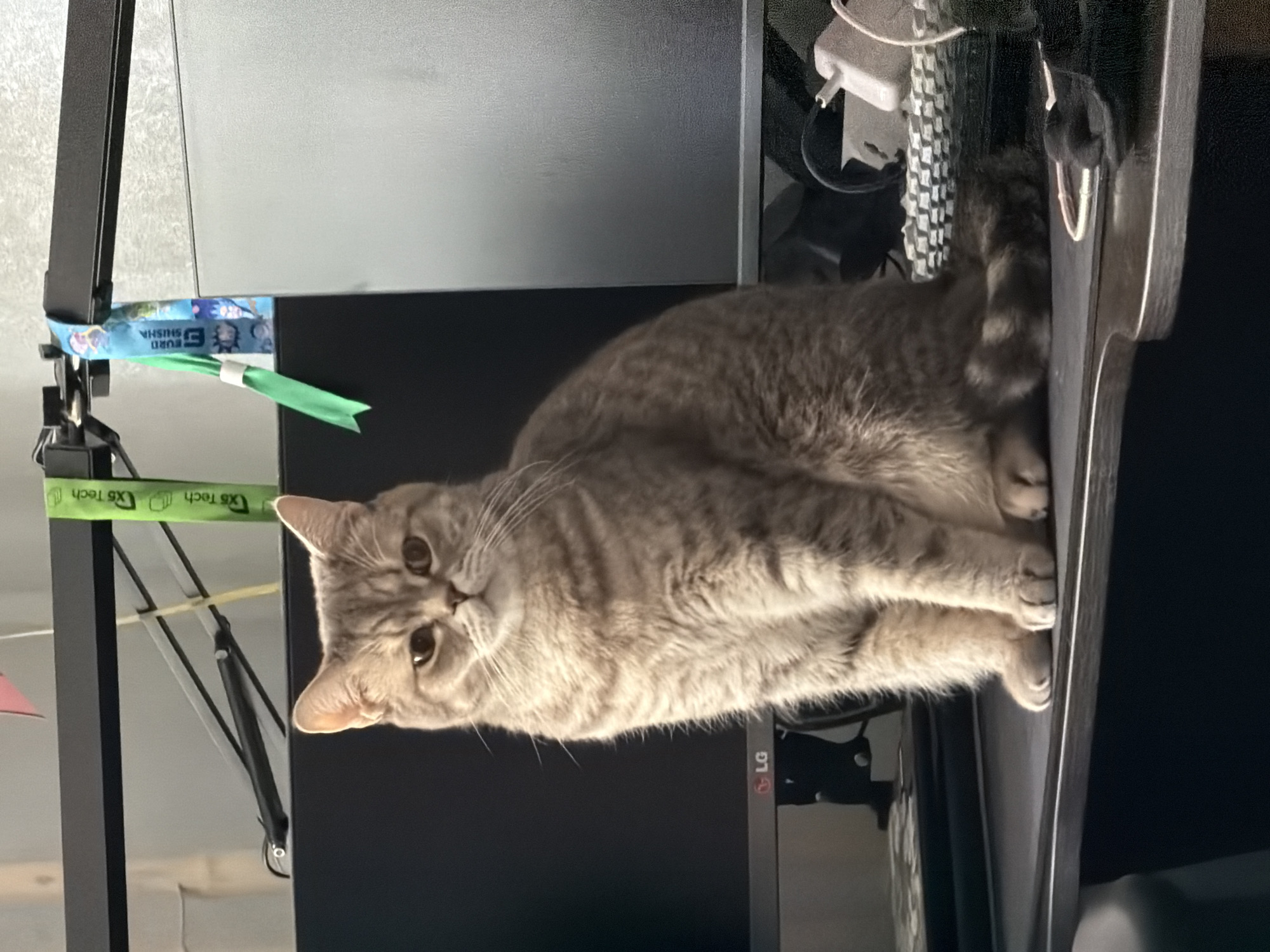 A British Shorthair cat sits upright on a desk in front of computer monitors. The cat is grey tabby with large, round eyes and a flat face. The desk surface is black and appears to be made of laminate. Behind the cat, two computer monitors are visible, one on the left with an "LG" logo, and another on the right, larger and gray. A black desk lamp with adjustable arms is mounted above the monitors. Two lanyards hang from the lamp; one is green with text "G&S Tech" and another is blue with cartoon characters and text "BURTI SHISHA". Various computer accessories, including cables and a white power adapter, are scattered on the desk to the right of the cat. The background is a light-colored wall with some indistinct objects. The image does not contain any information that would allow for the localization of the scene in Chaikovsky, Russia.