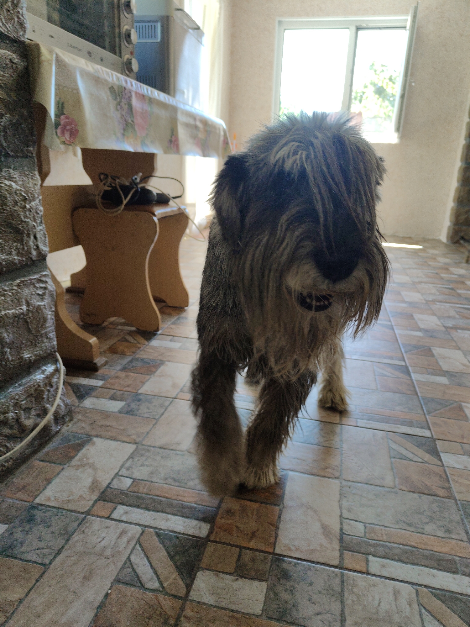 A shaggy dog stands on a tiled floor in a room with a window and a table covered with a floral tablecloth. The dog has long, gray fur that covers its eyes and muzzle. The room appears to be a home interior. The location is specified as Blahodatne, Ukraine.