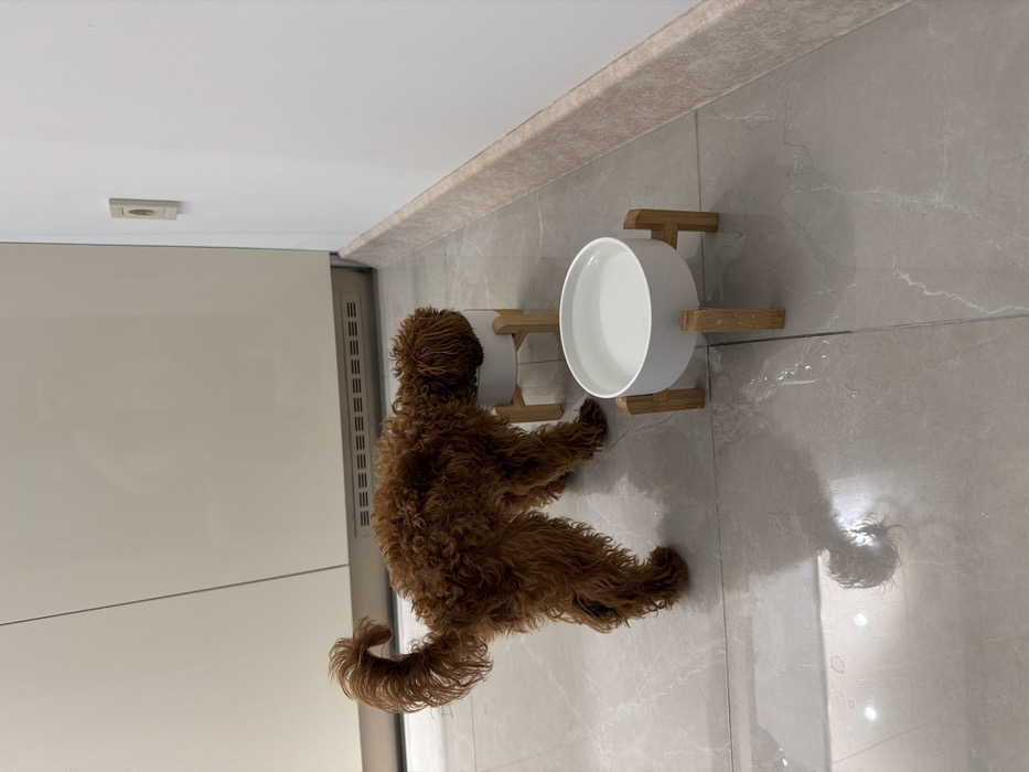 A reddish-brown poodle is seated by two white bowls, each placed in a wooden stand. The dog's tail curls upward. The bowls appear to be food and water dishes. The scene is indoors on a tiled floor, adjacent to a white wall with a decorative strip near the ceiling. There is some shadow and glare on the floor.