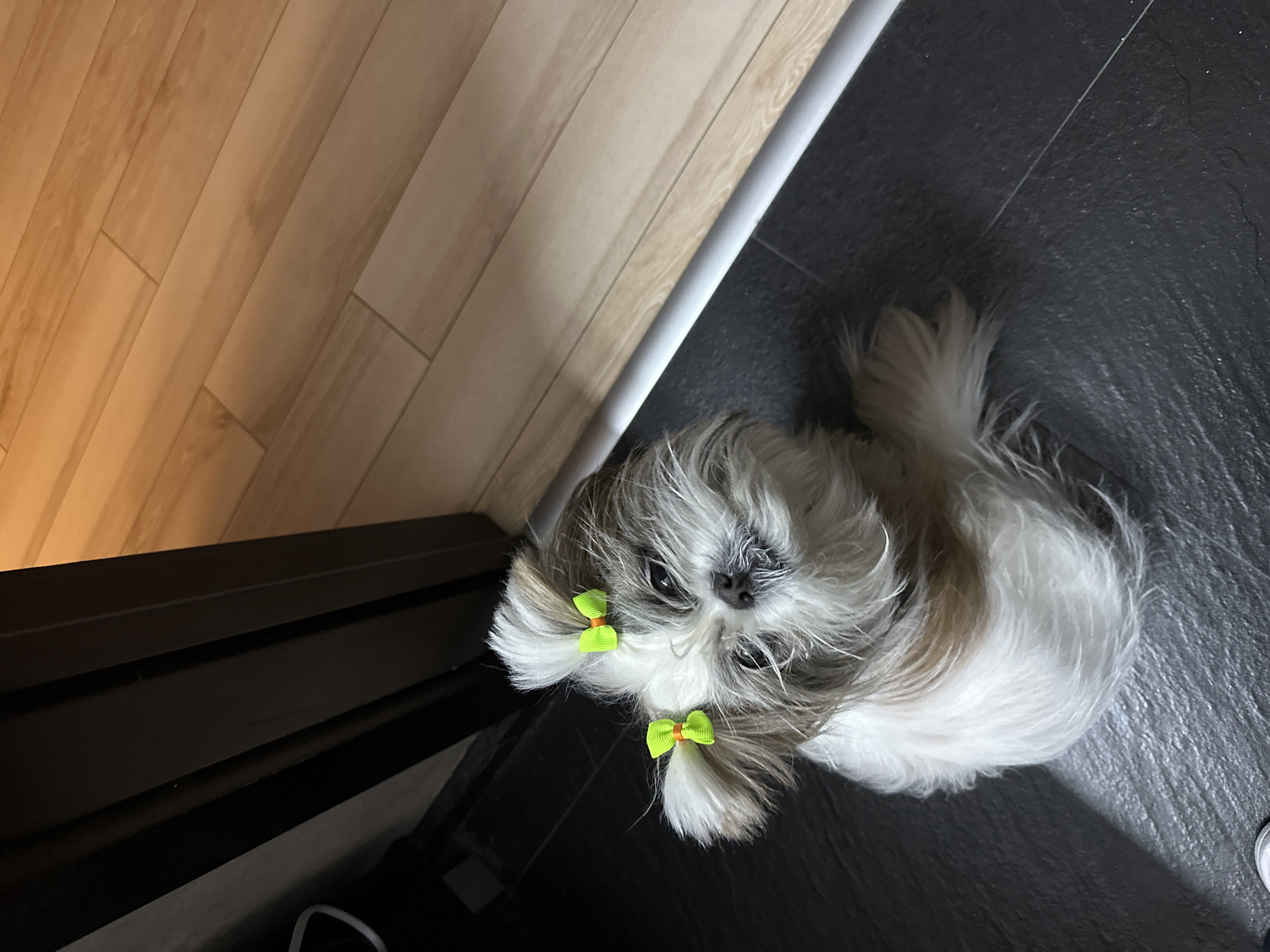 A small, fluffy dog with two green bows in its fur is lying on a dark grey tiled floor. The dog is positioned near the corner where the dark grey tile meets a light brown wood floor, with a white trim piece in between. A dark-colored object is positioned next to the wooden floor. The picture appears to have been taken from above. No people are visible. The location is unknown, but the city is given as Tbilisi, Georgia.