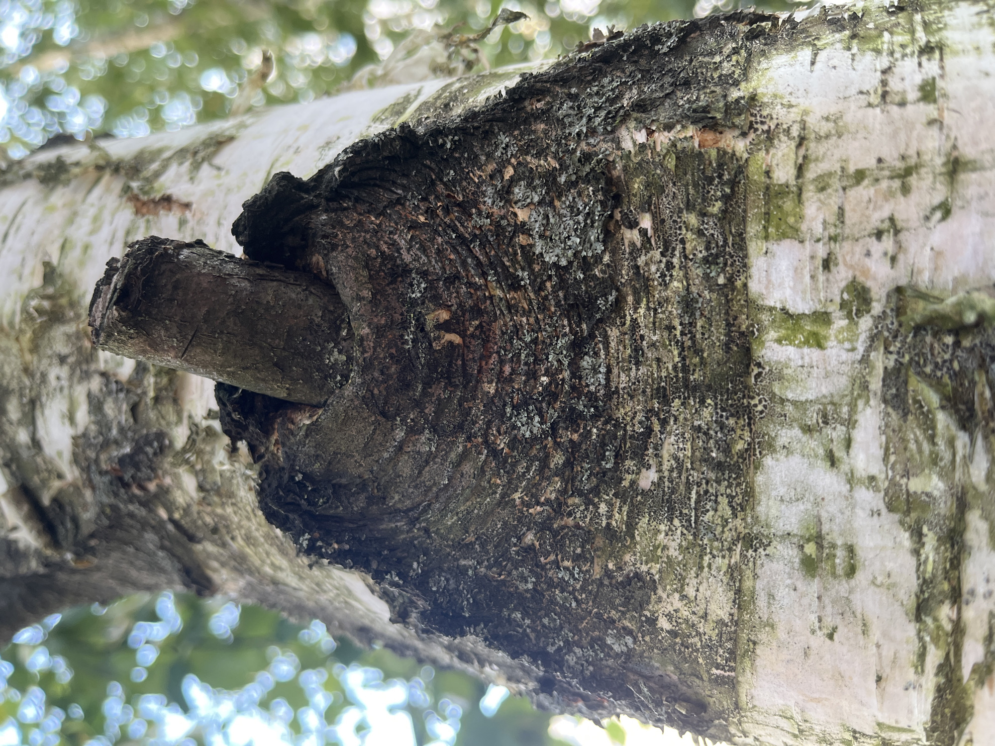 The image shows a close-up of the bark of a birch tree, specifically focusing on a large, gnarled knot or burl. The bark is predominantly white with dark markings, and the burl itself is dark brown and textured, with visible growth rings and patches of green lichen. A small, broken branch protrudes from the center of the burl. The background is blurred, showing out-of-focus green foliage and dappled light, suggesting an outdoor environment. The location is identified as Nemchinovka, Russia.