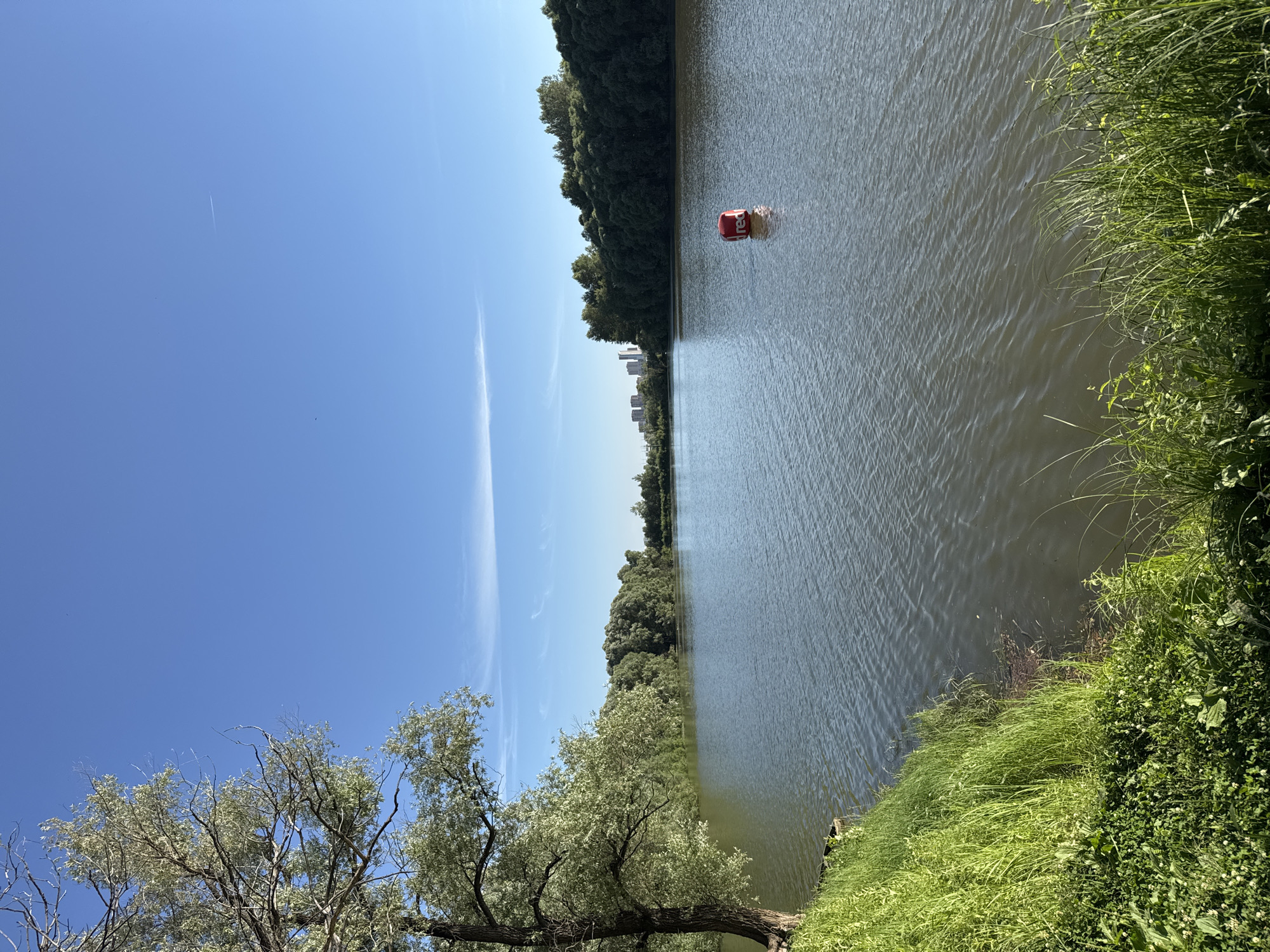 A serene, wide-angle view of a calm lake on a clear, sunny day. Lush green grass lines the left bank, with a large tree casting a partial shadow. The water is rippled, reflecting the bright blue sky. In the middle of the lake, a red, cylindrical buoy with "red" written on it in white text floats. Across the water, a dense line of trees forms the distant bank. In the far background, a cluster of modern, white high-rise buildings is visible on the horizon. The scene appears to be in a park or natural area within the city of Novosibirsk, Russia, possibly along the Ob River.