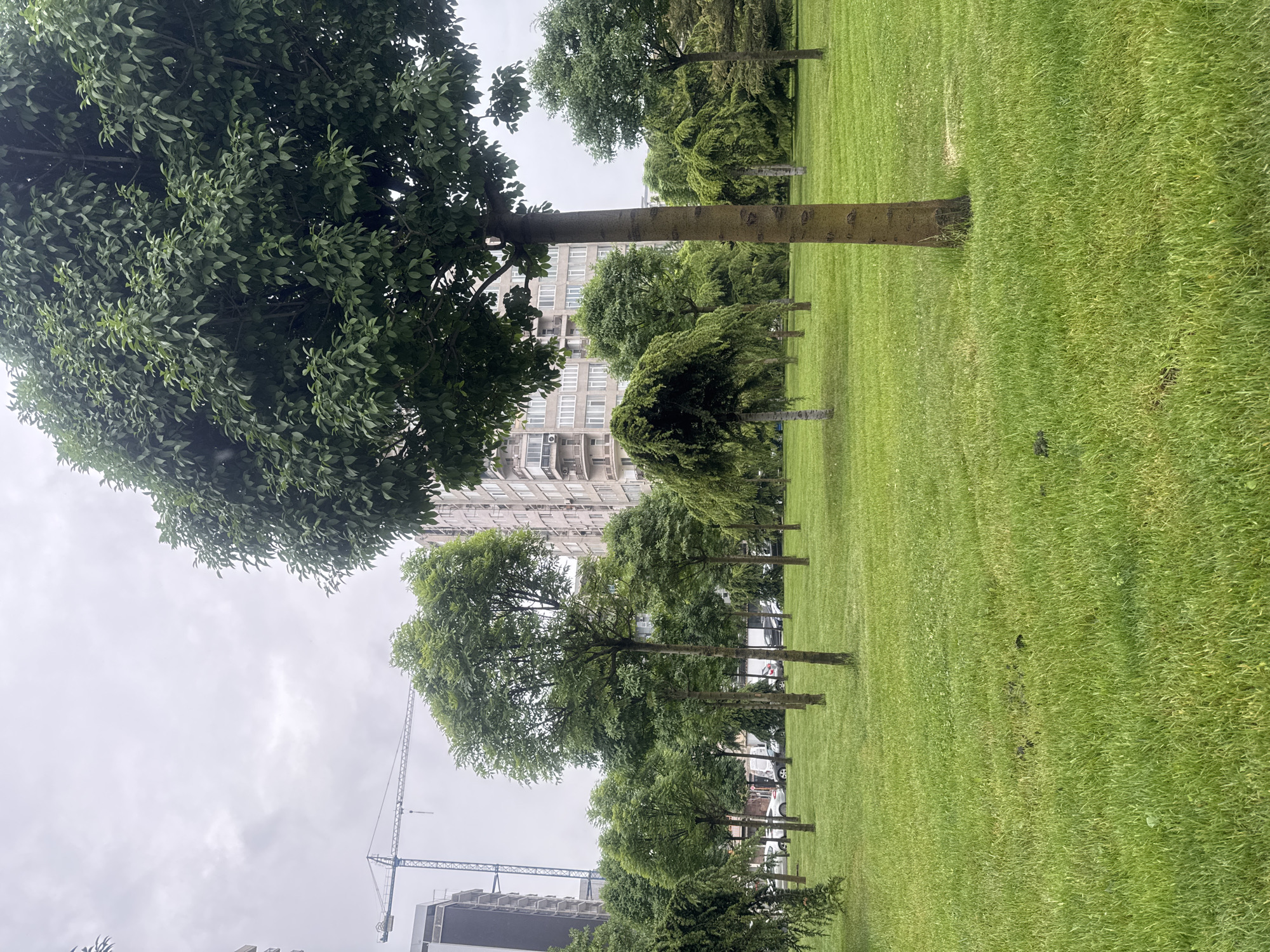 The image depicts a green lawn with a row of trees lining the border. A tall building can be seen in the background, as well as a construction crane. Based on the architecture and overall environment, it is possible the image was taken in the city of Tbilisi, Georgia, although without additional landmarks this cannot be definitively confirmed. No people or specific activities are observable.